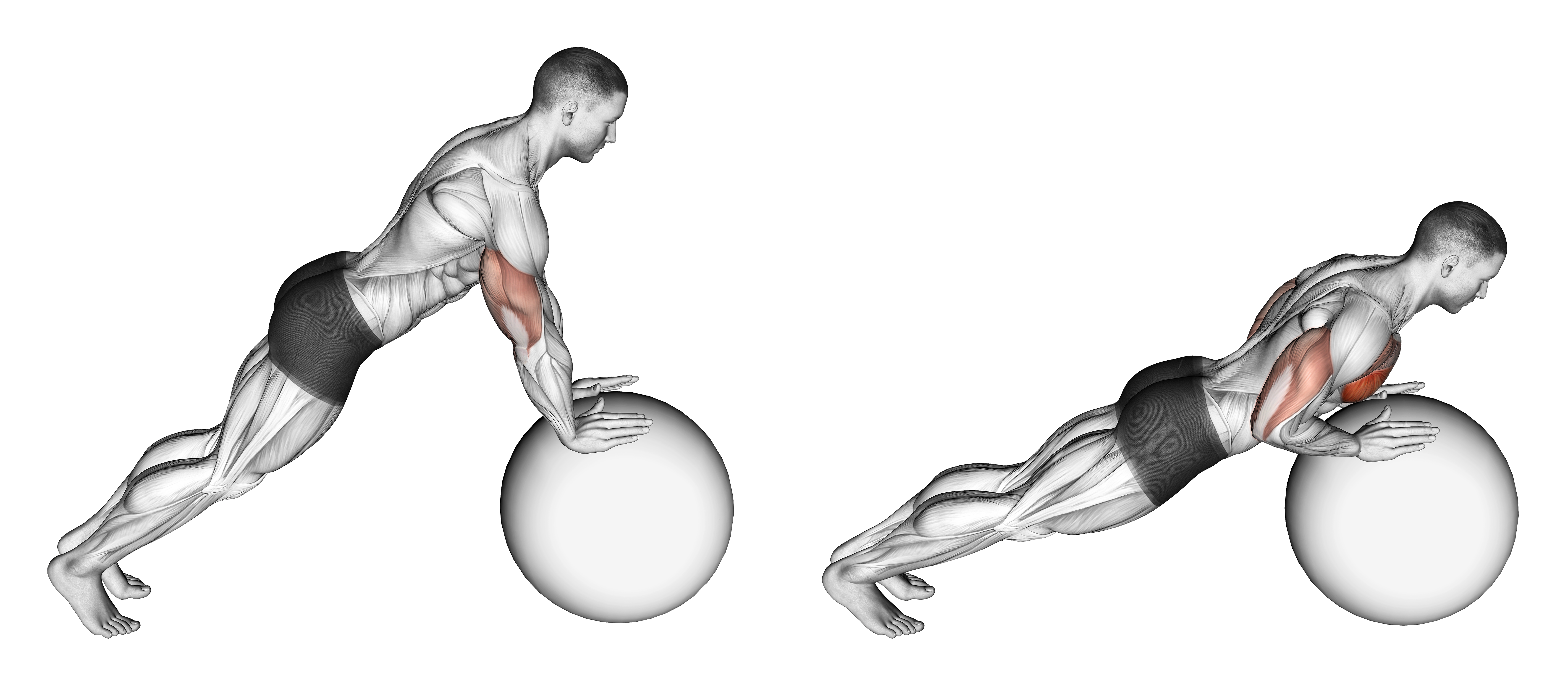 Push Up (on Stability Ball)