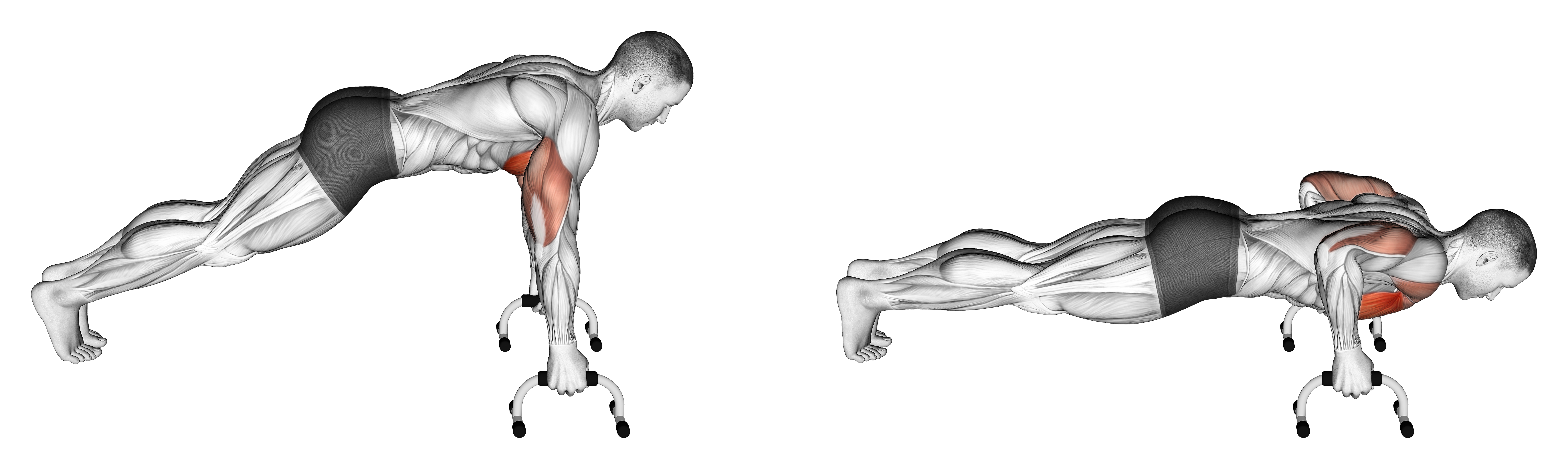 Push Up (with Push Up Handles)