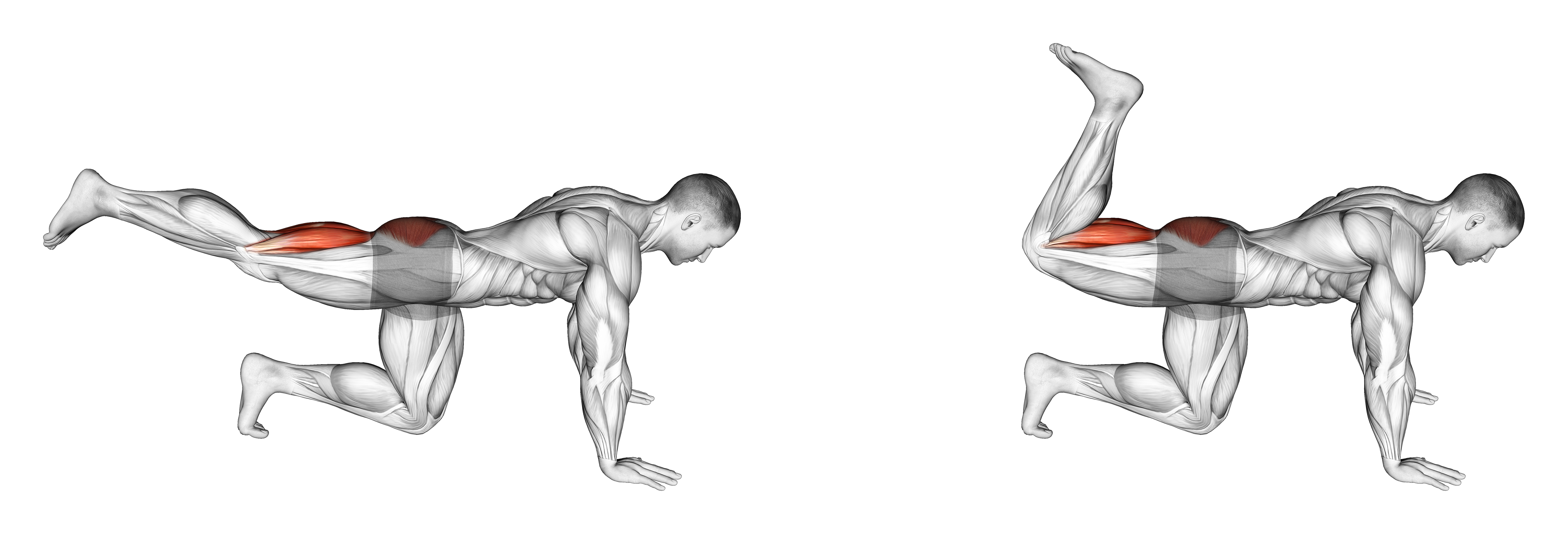 Quadruped Leg Curl