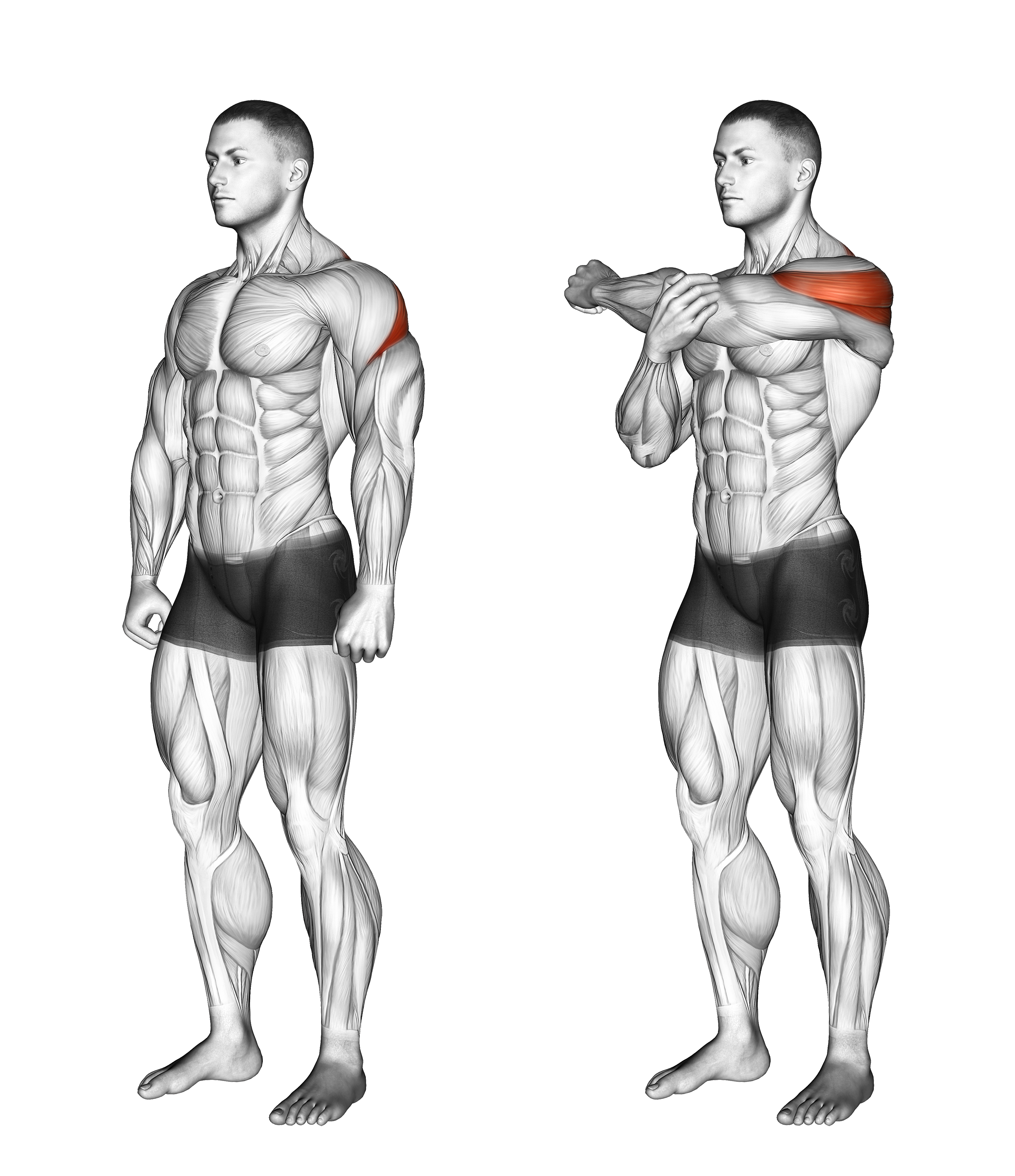 Rear Deltoid Stretch
