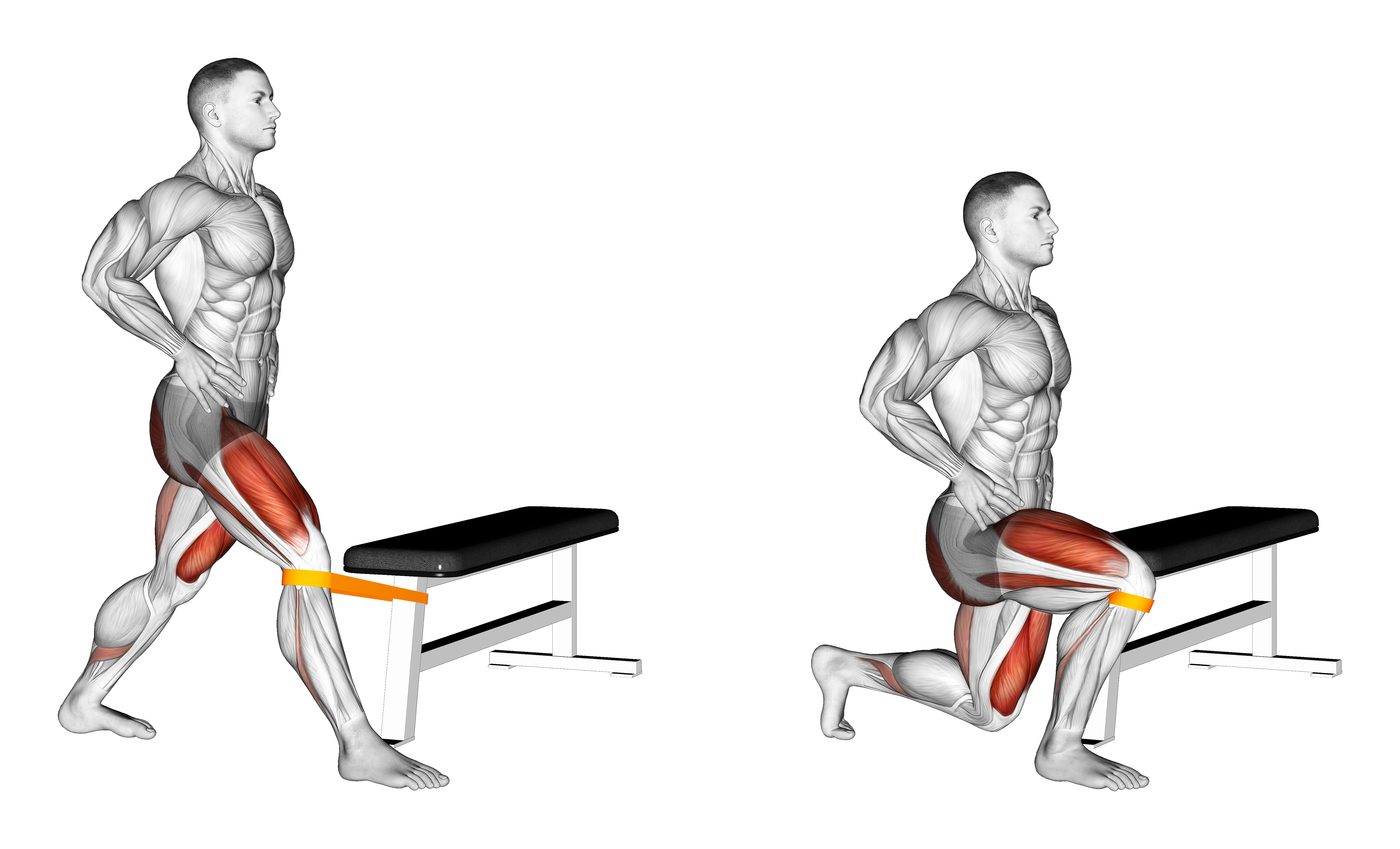 Resistance Band Adduction Split Squat