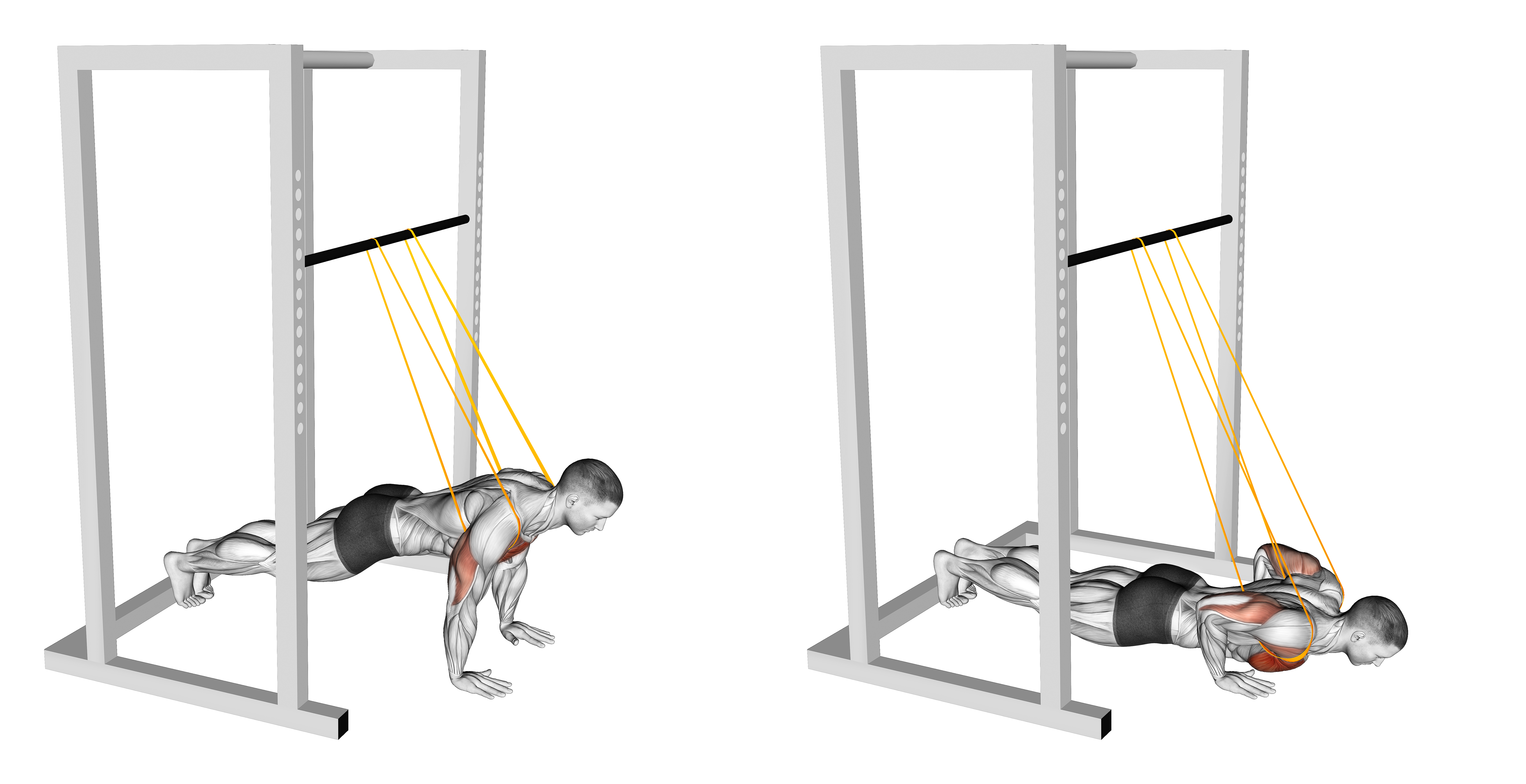 Resistance Band Assisted Push Up