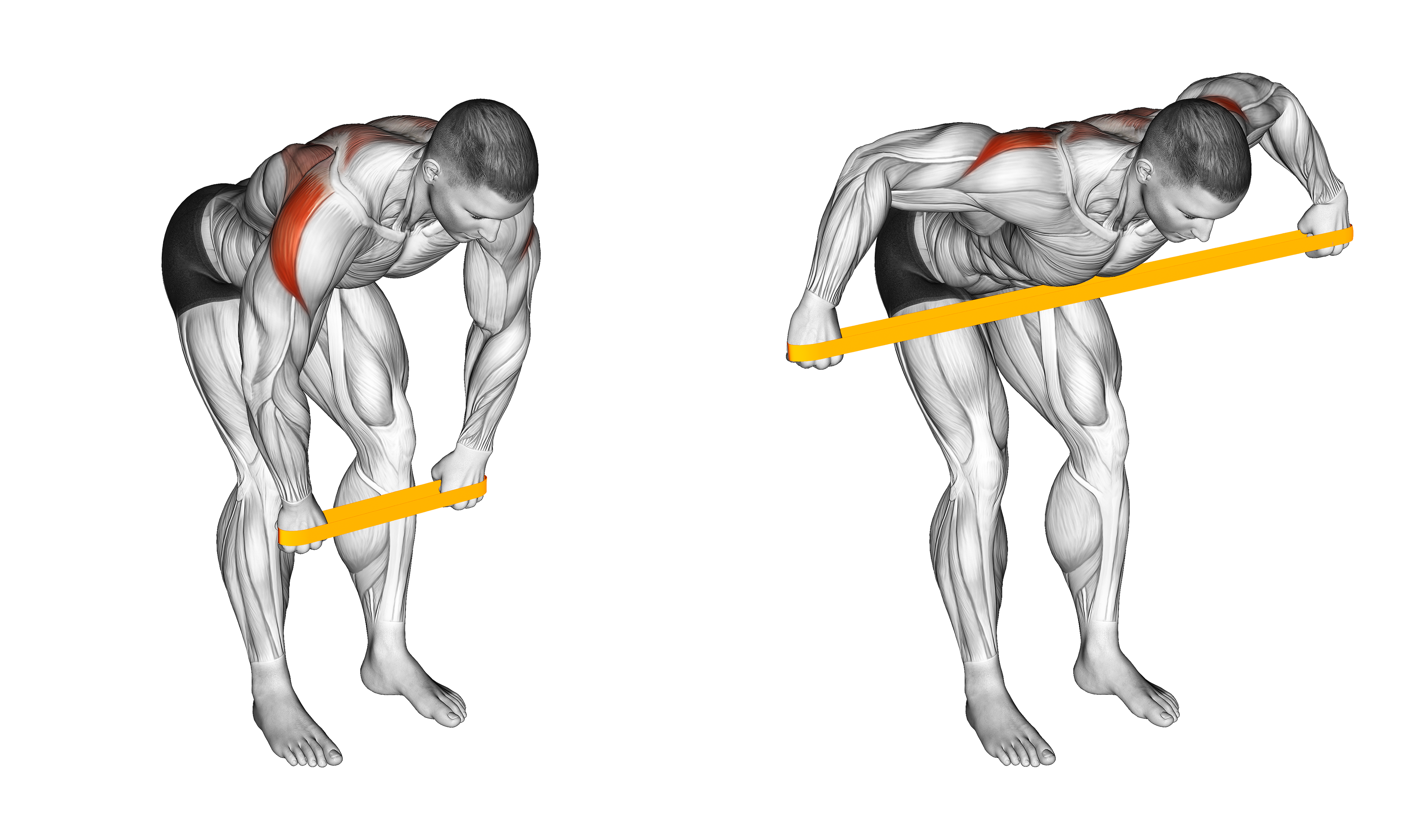 Resistance Band Bent Over Rear Delt Fly