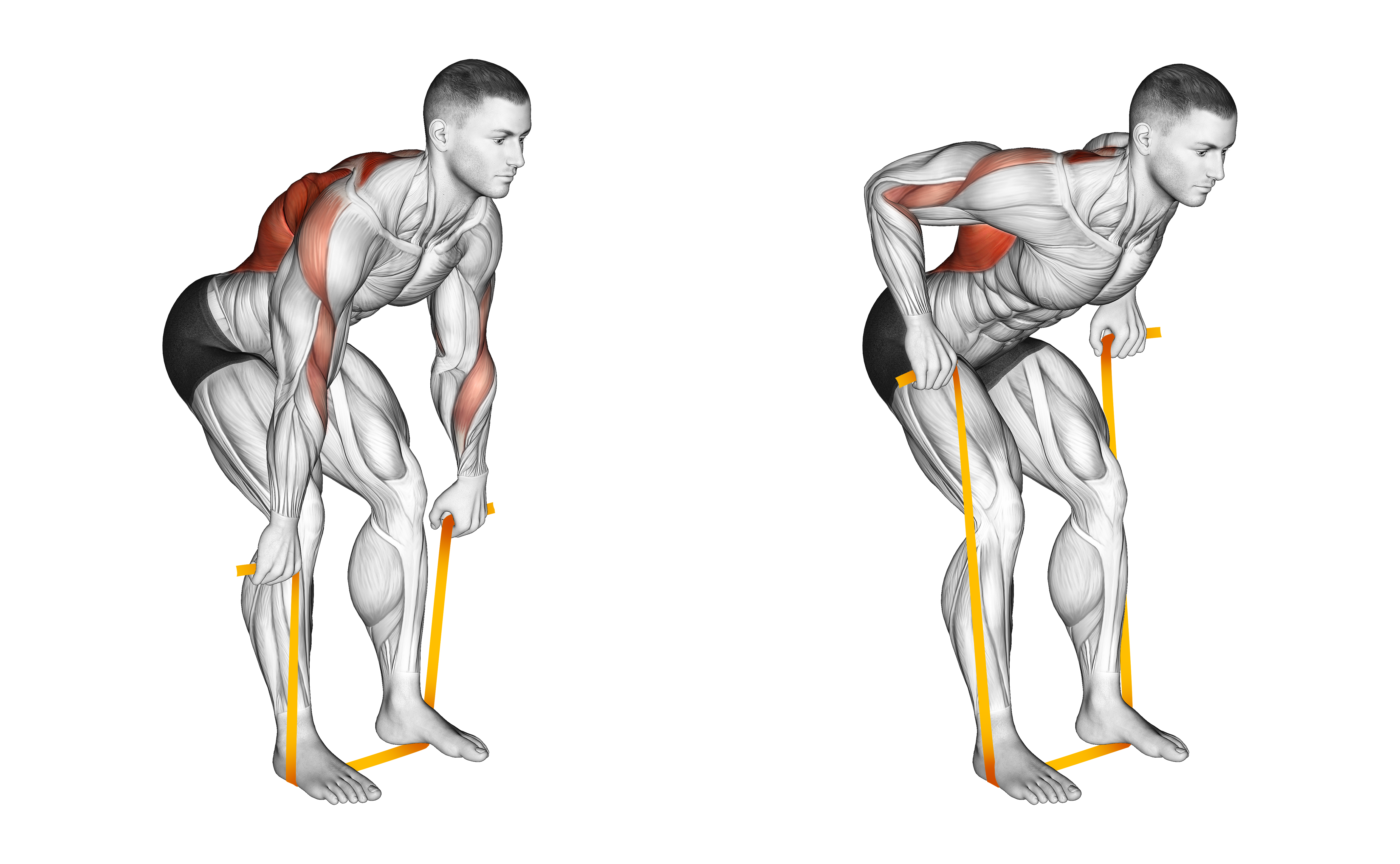 Resistance Band Bent Over Row