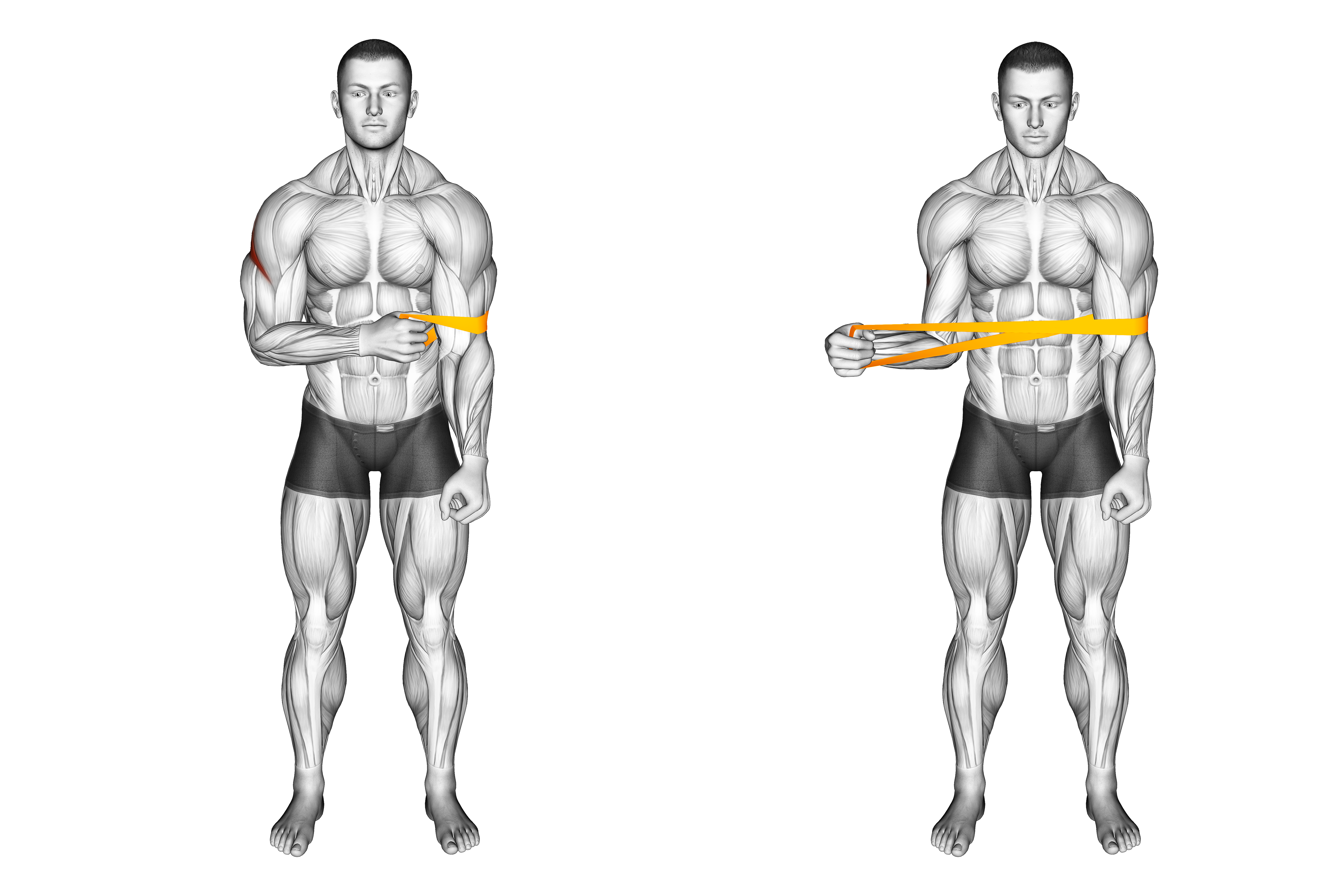 Resistance Band External Rotation