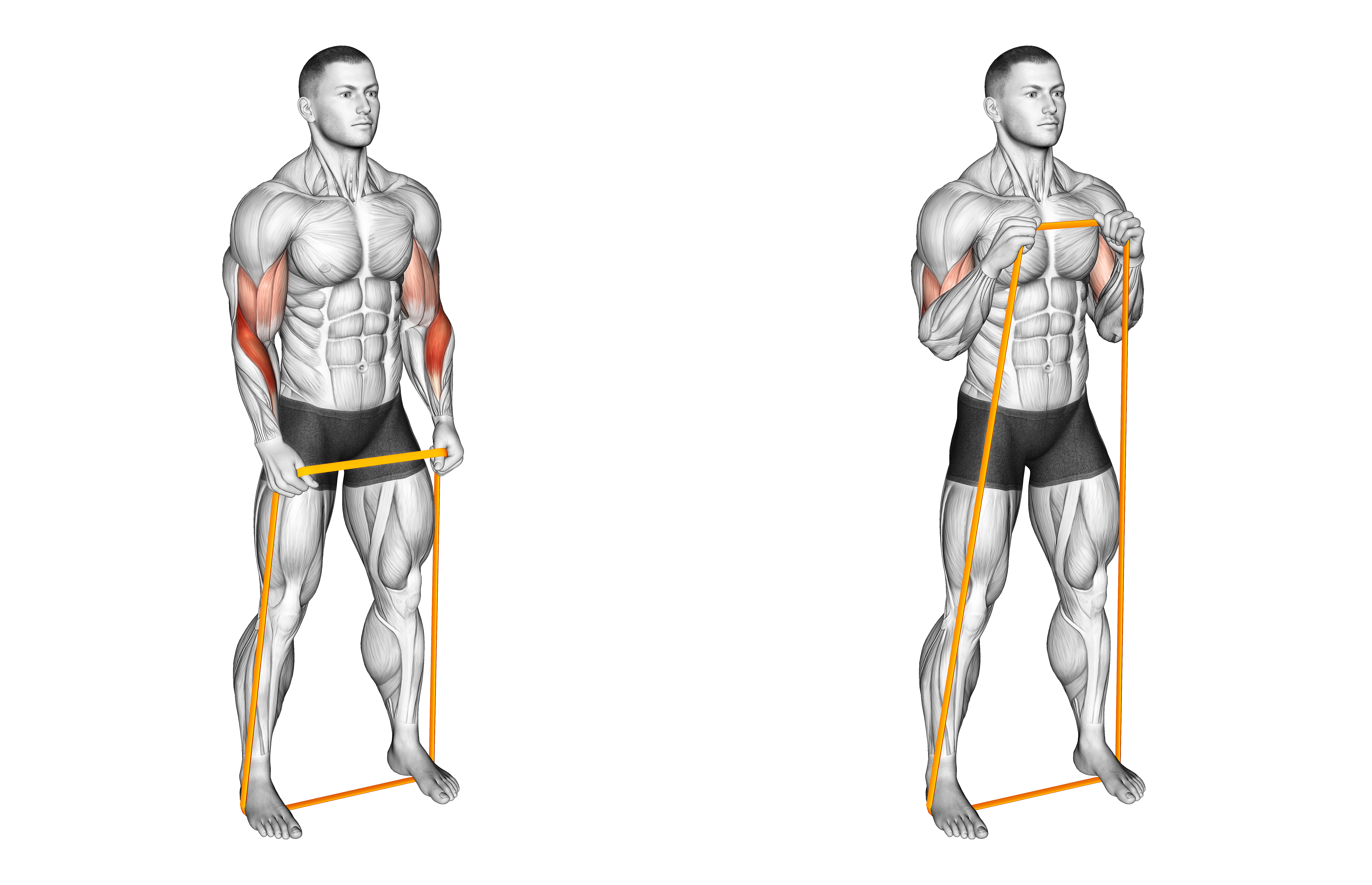 Resistance Band Hammer Curl