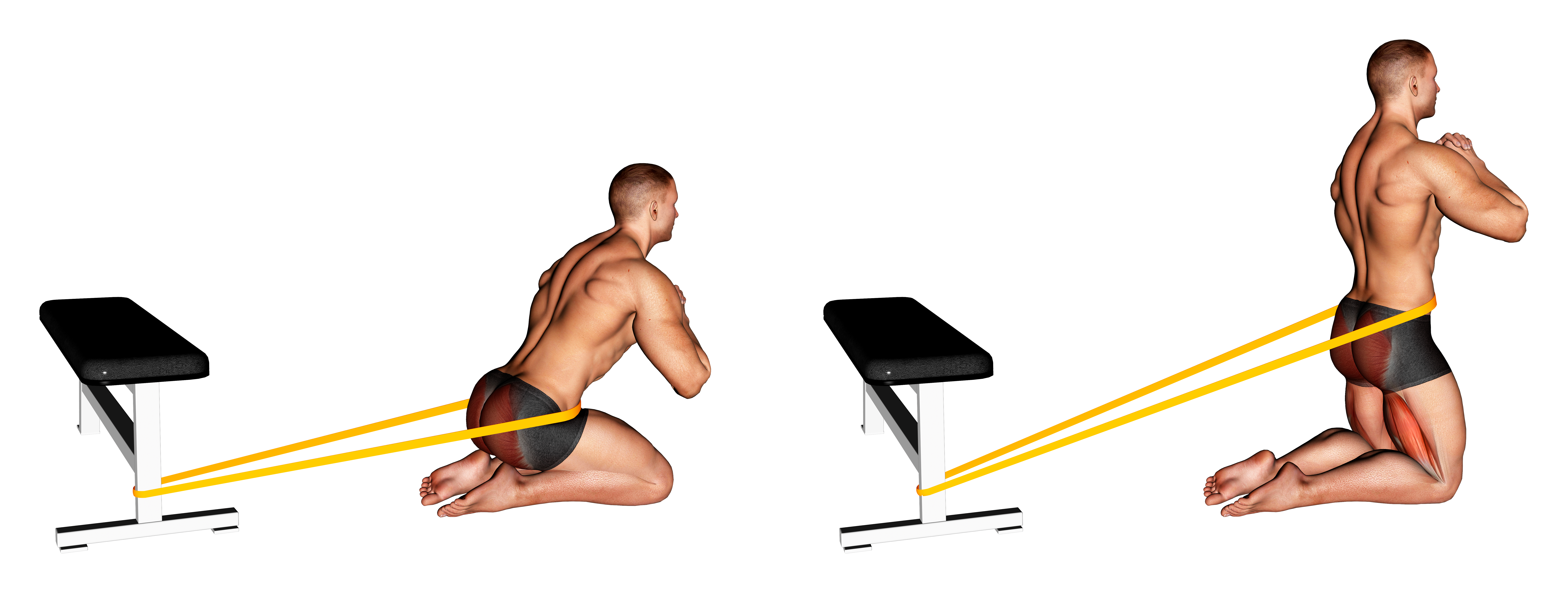 Resistance Band Hip Thrusts On Knees