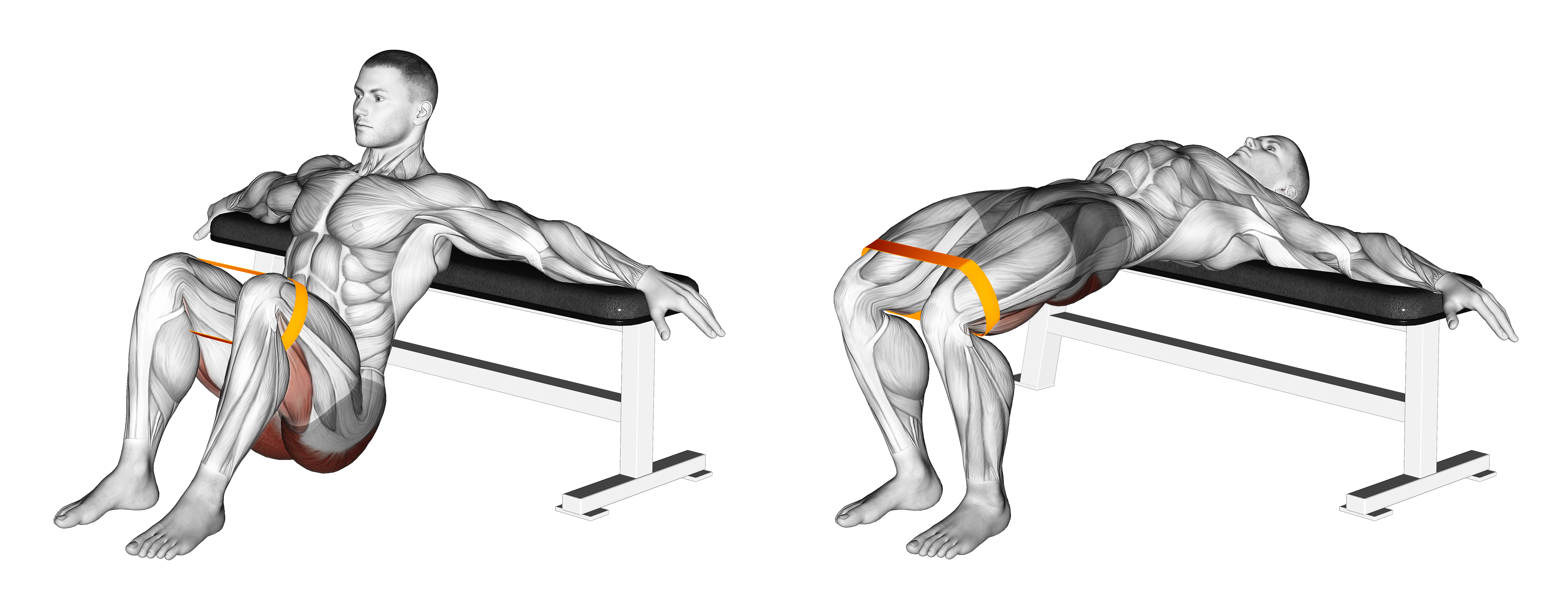 Resistance Band Hip Thrusts