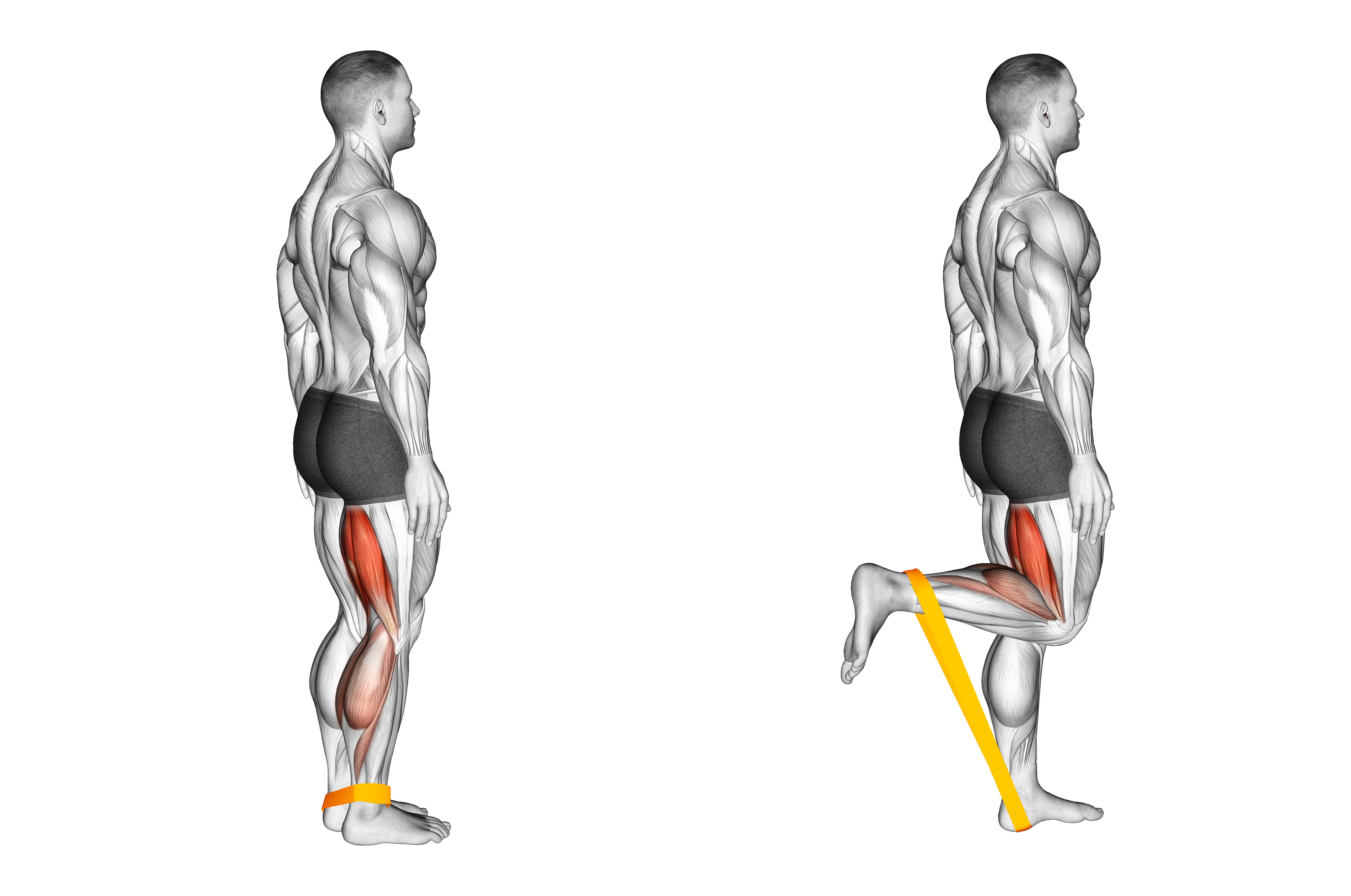 Resistance Band Leg Curl