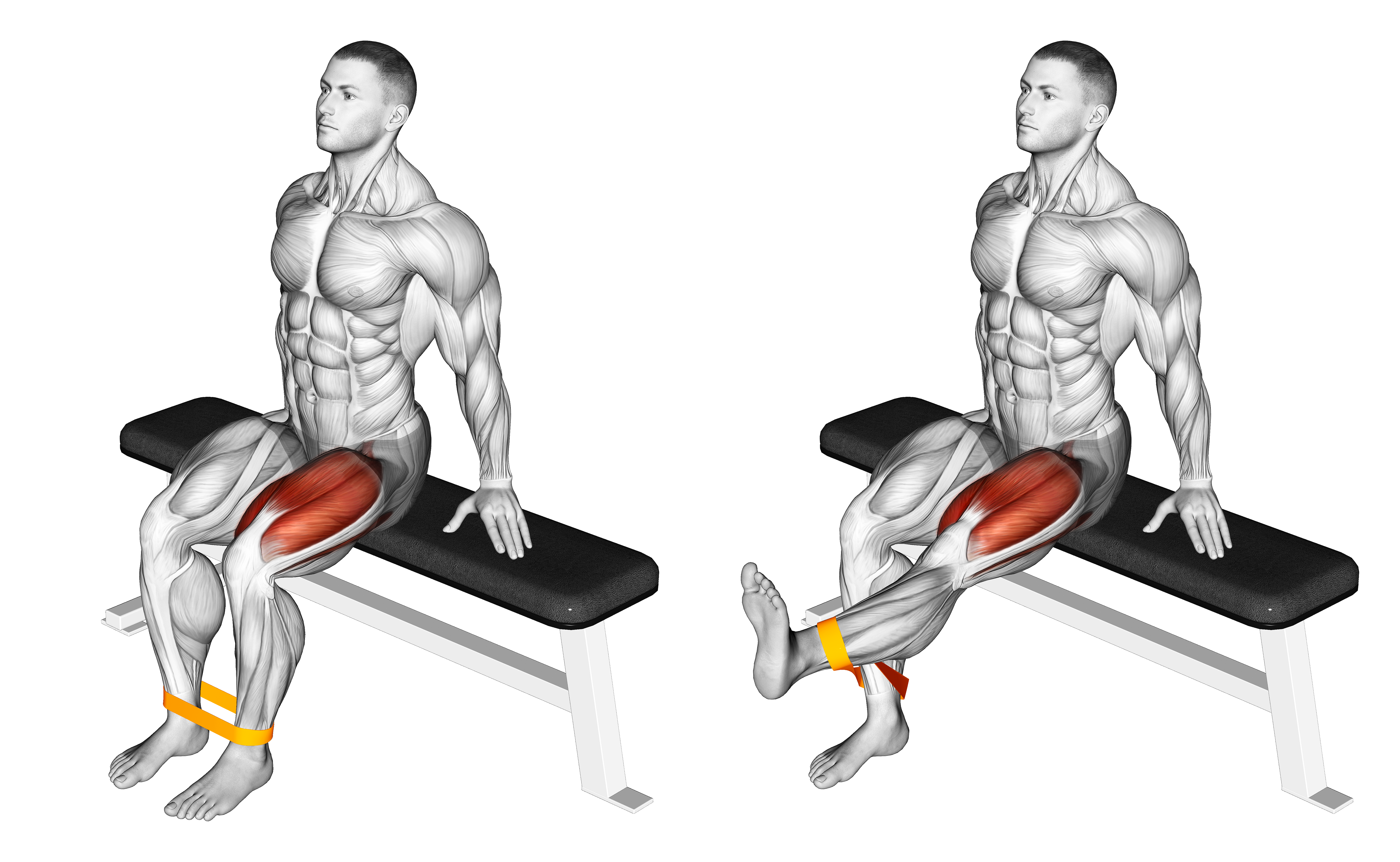 Resistance Band Leg Extension