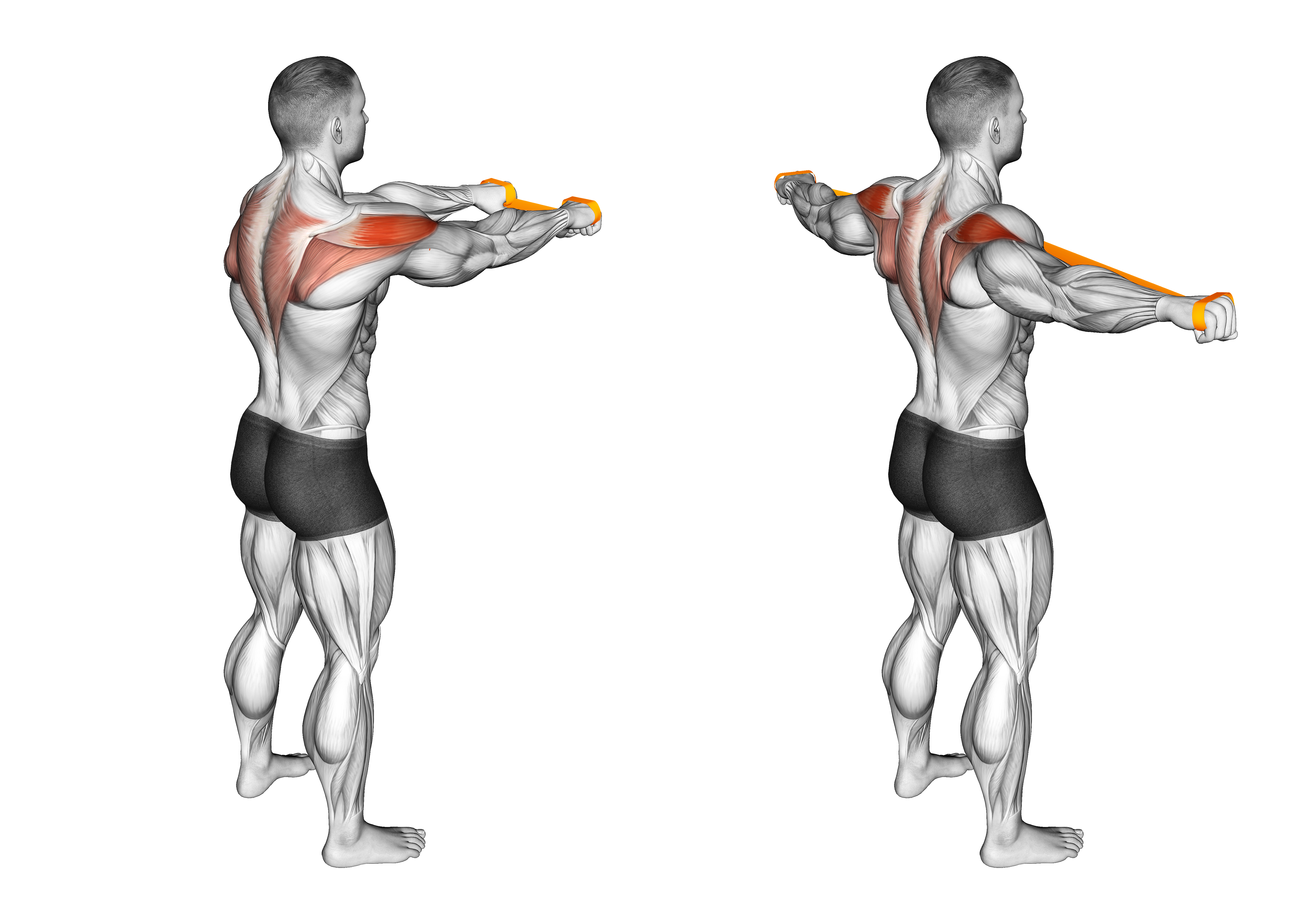Resistance Band Pull Apart