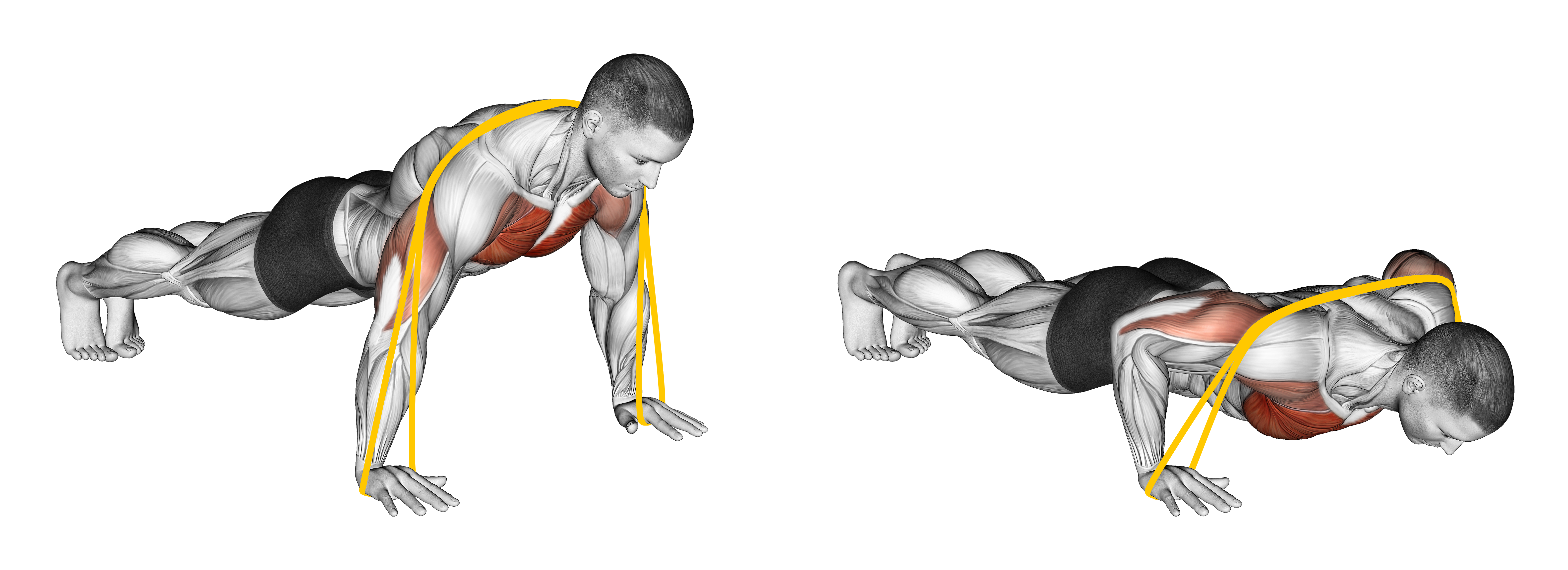 Resistance Band Push Up