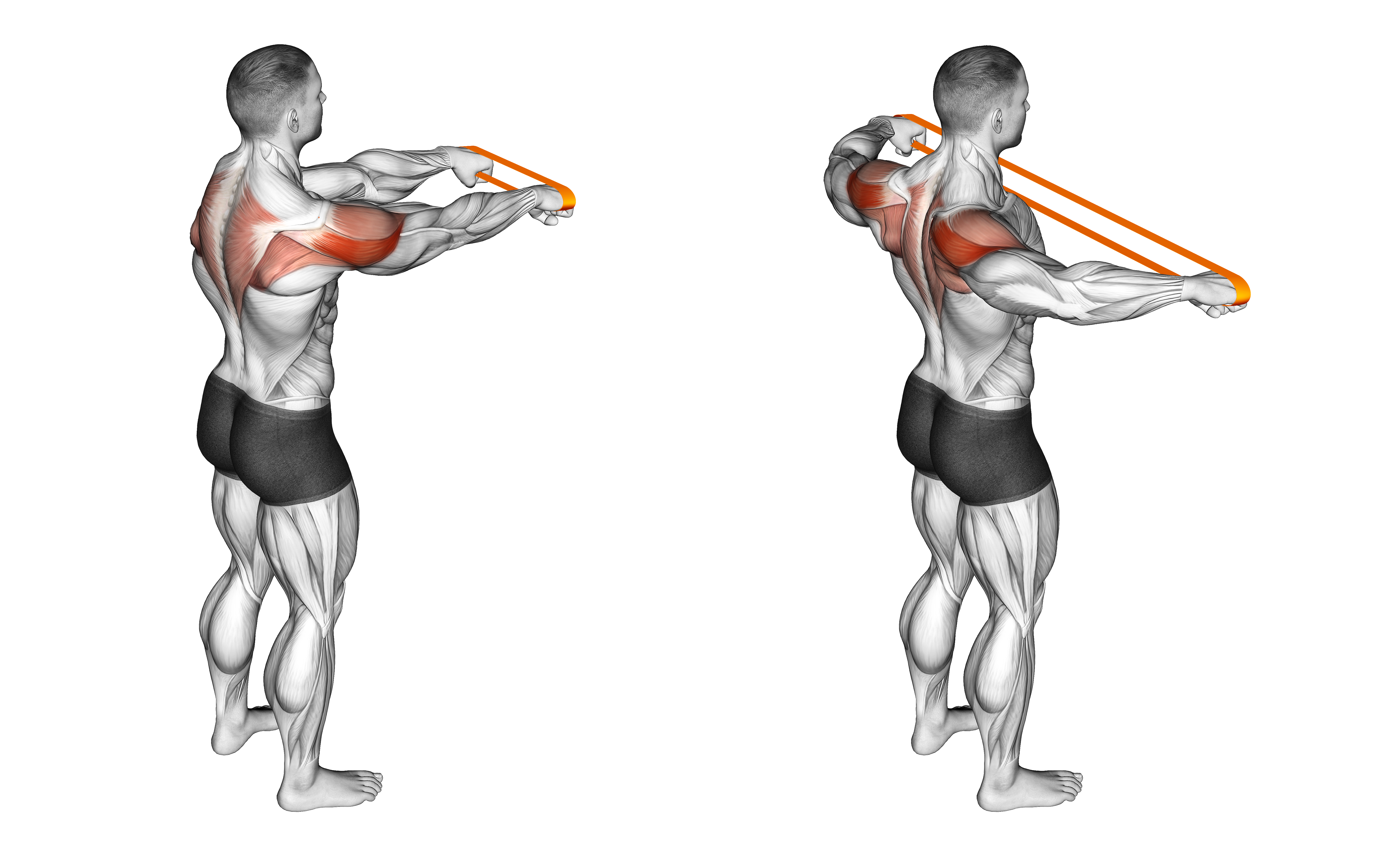 Resistance Band Rear Fly