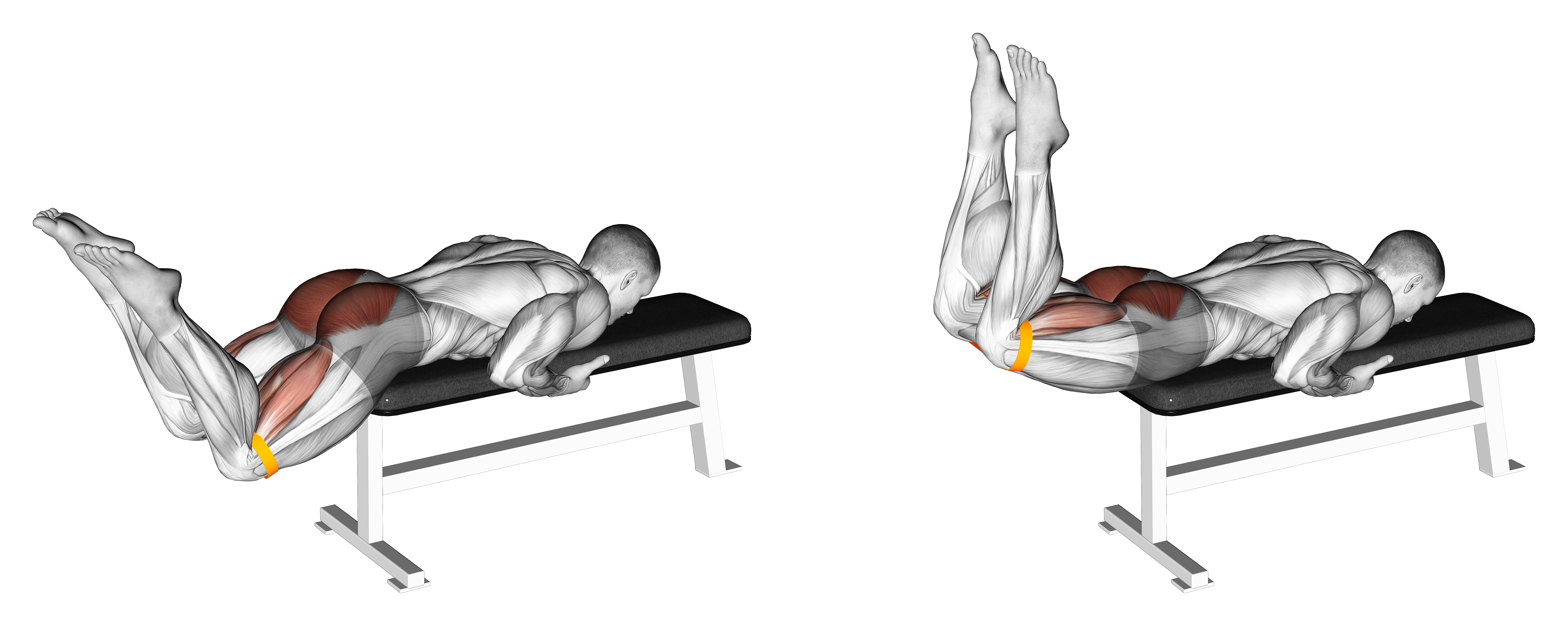 Resistance Band Reverse Hyperextension