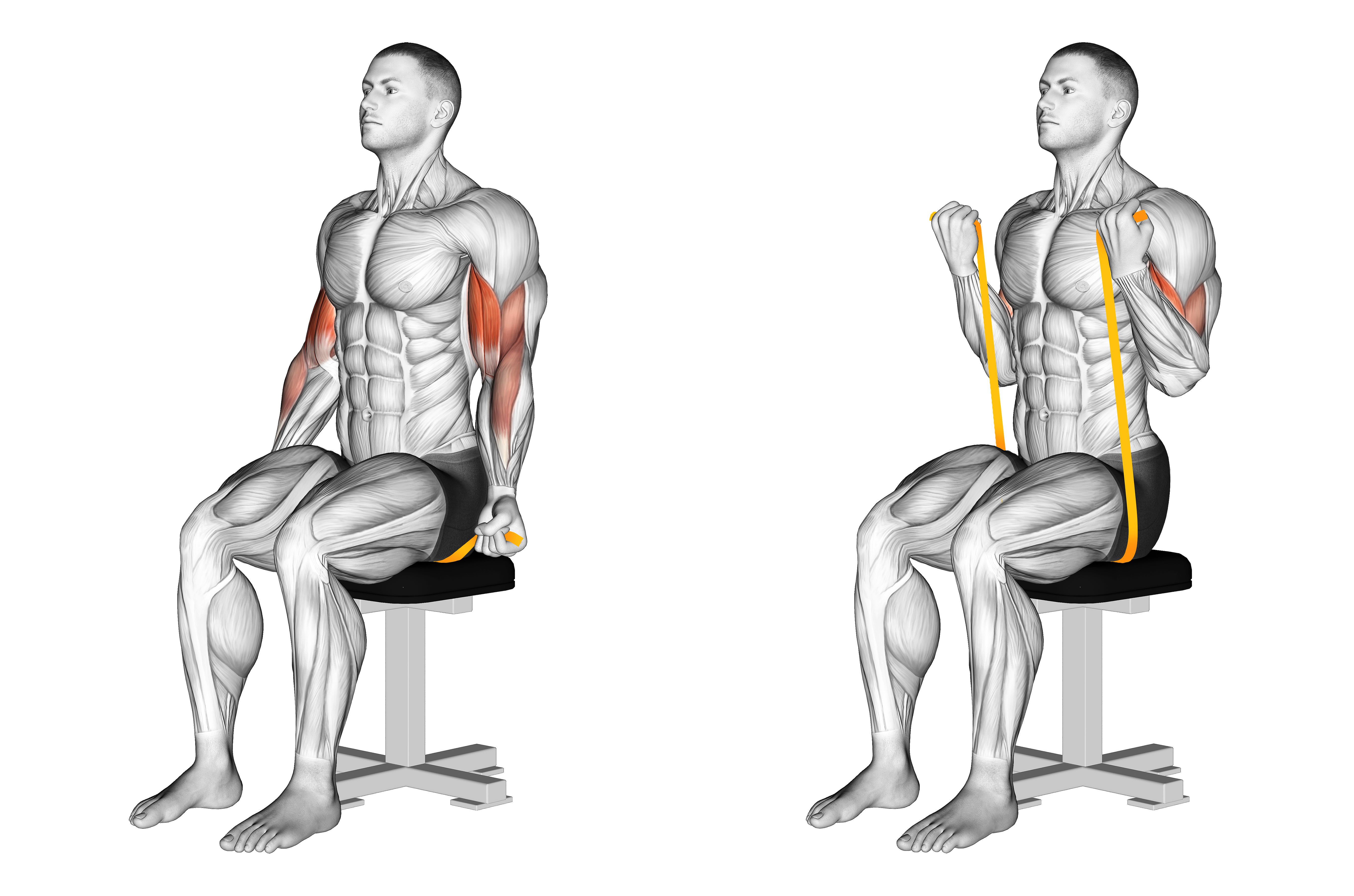 Resistance Band Seated Biceps Curl