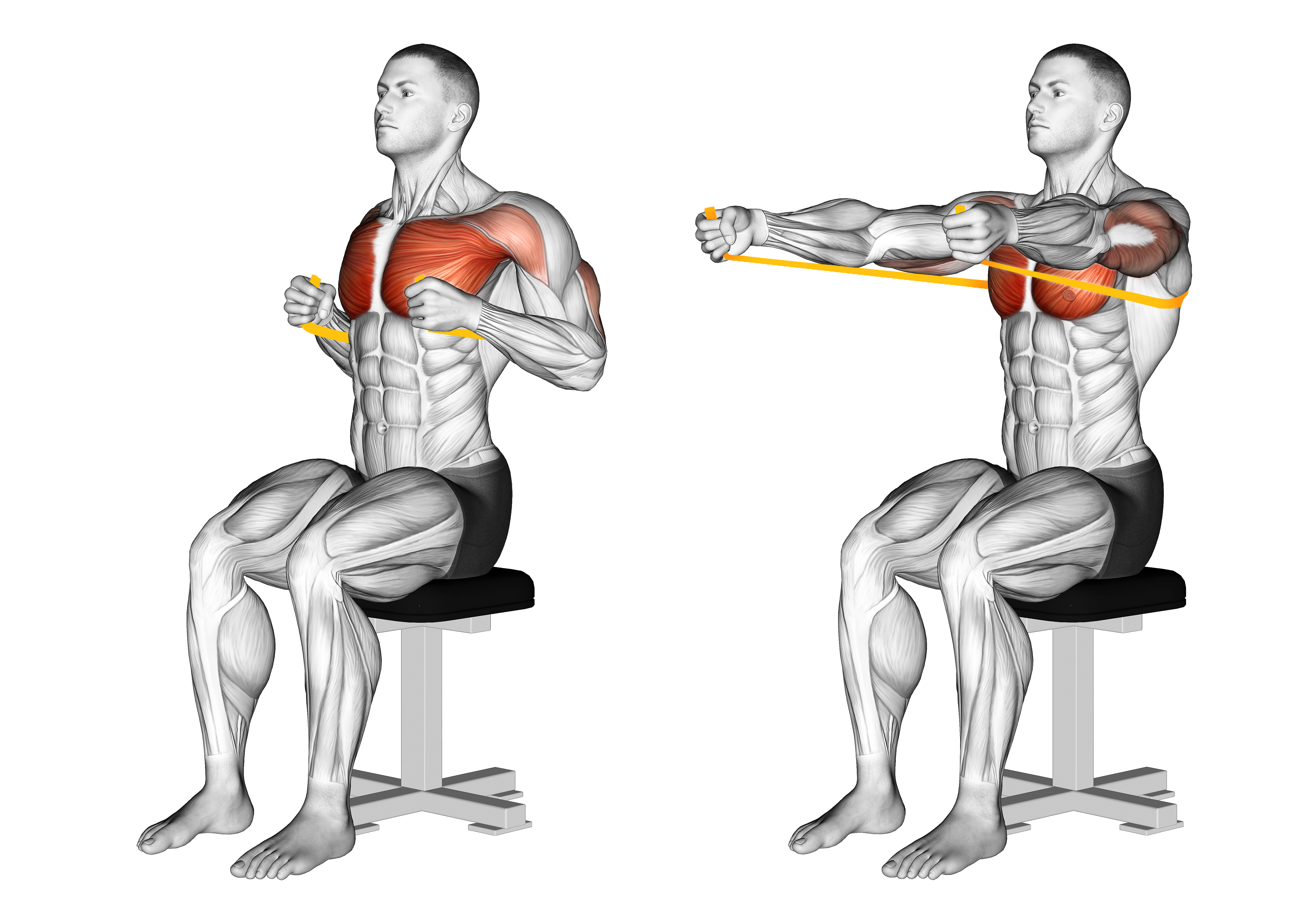Resistance Band Seated Chest Press