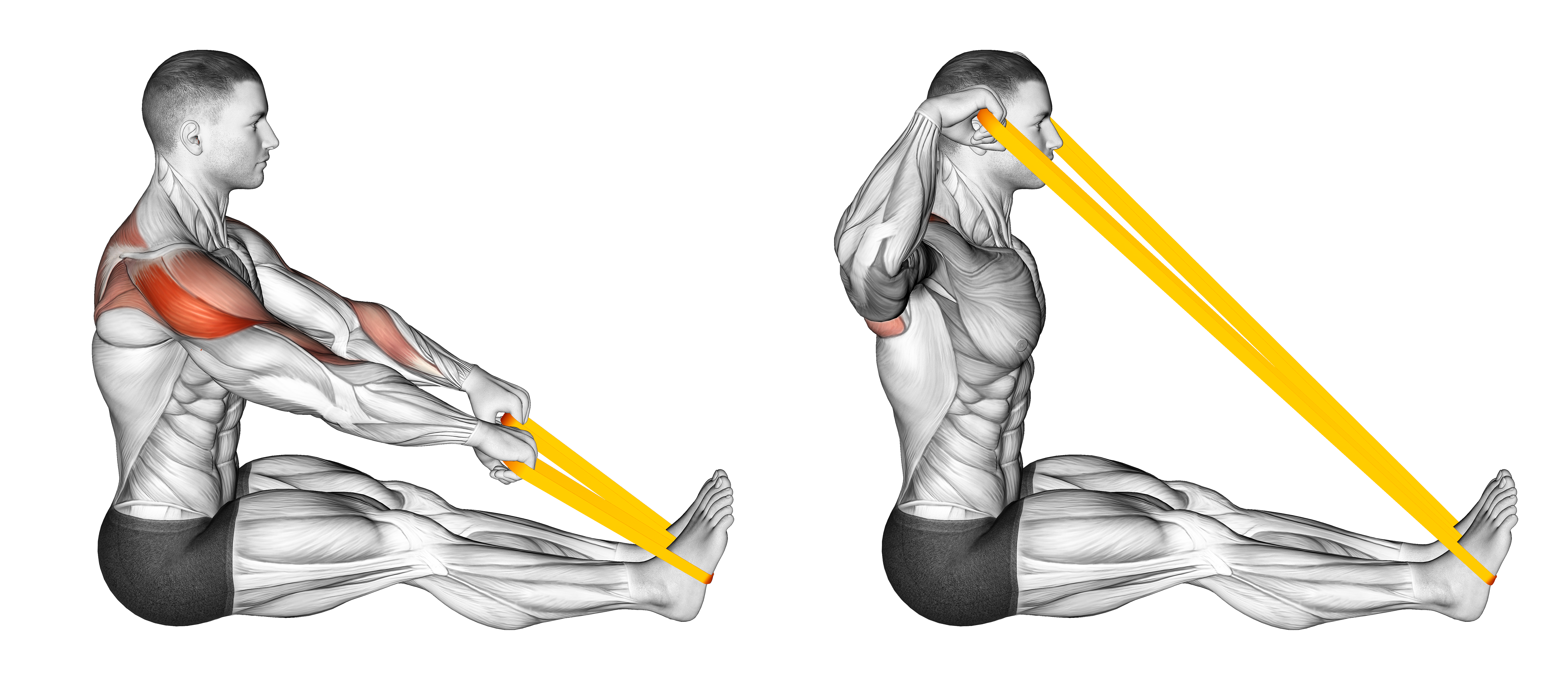 Resistance Band Seated Face Pull
