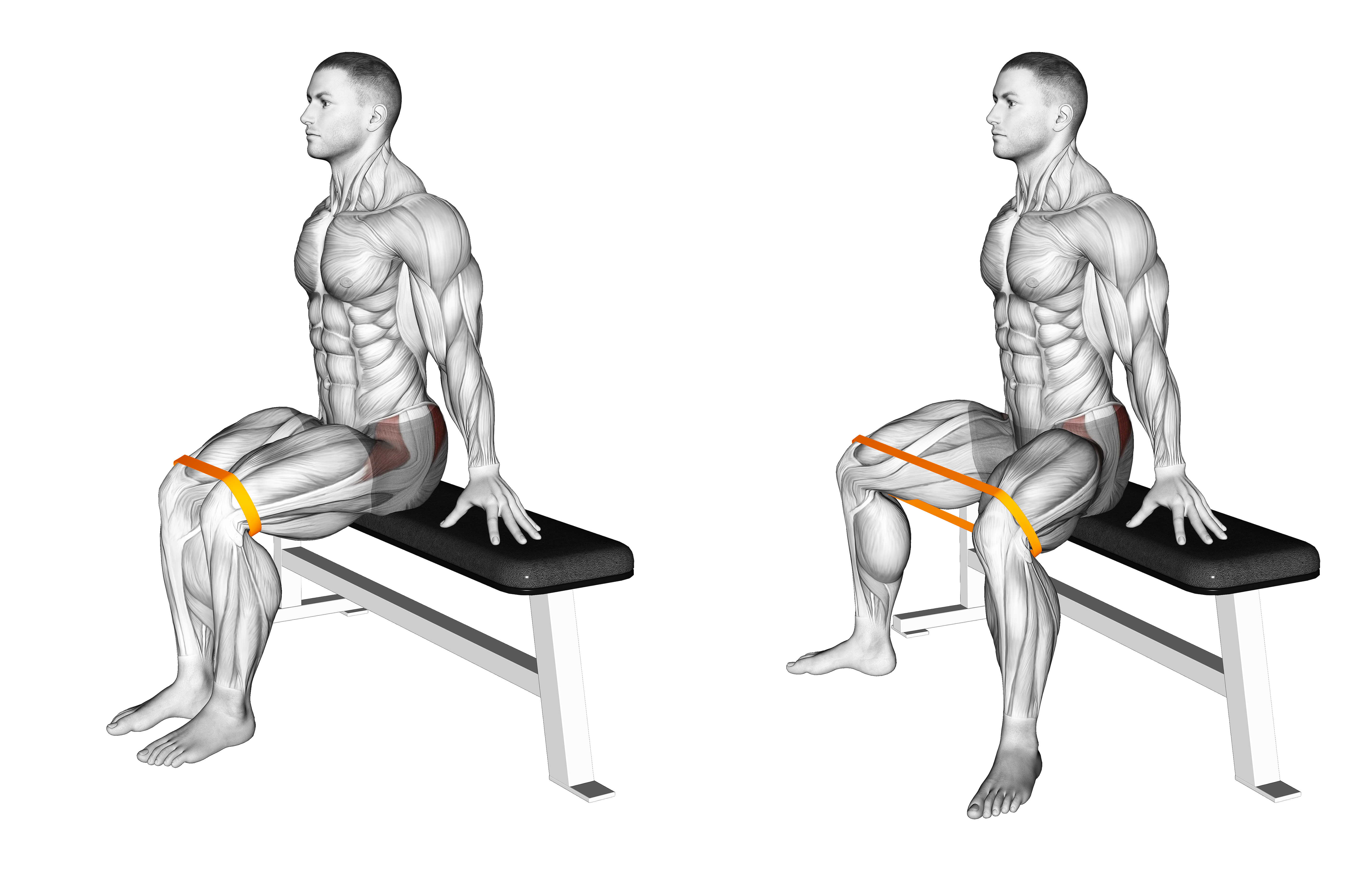 Resistance Band Seated Hip Abduction Version 2 