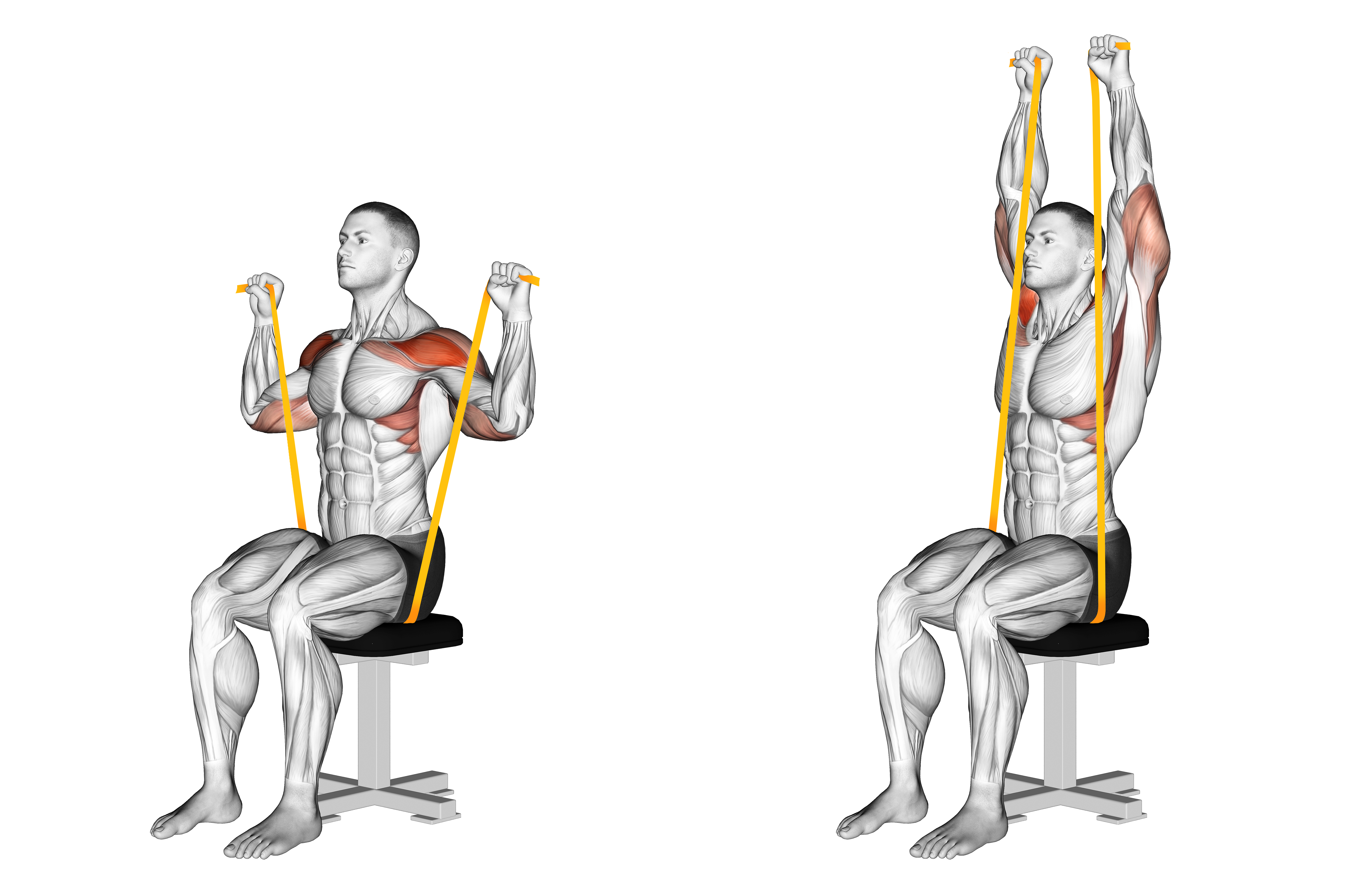 Resistance Band Seated Shoulder Press