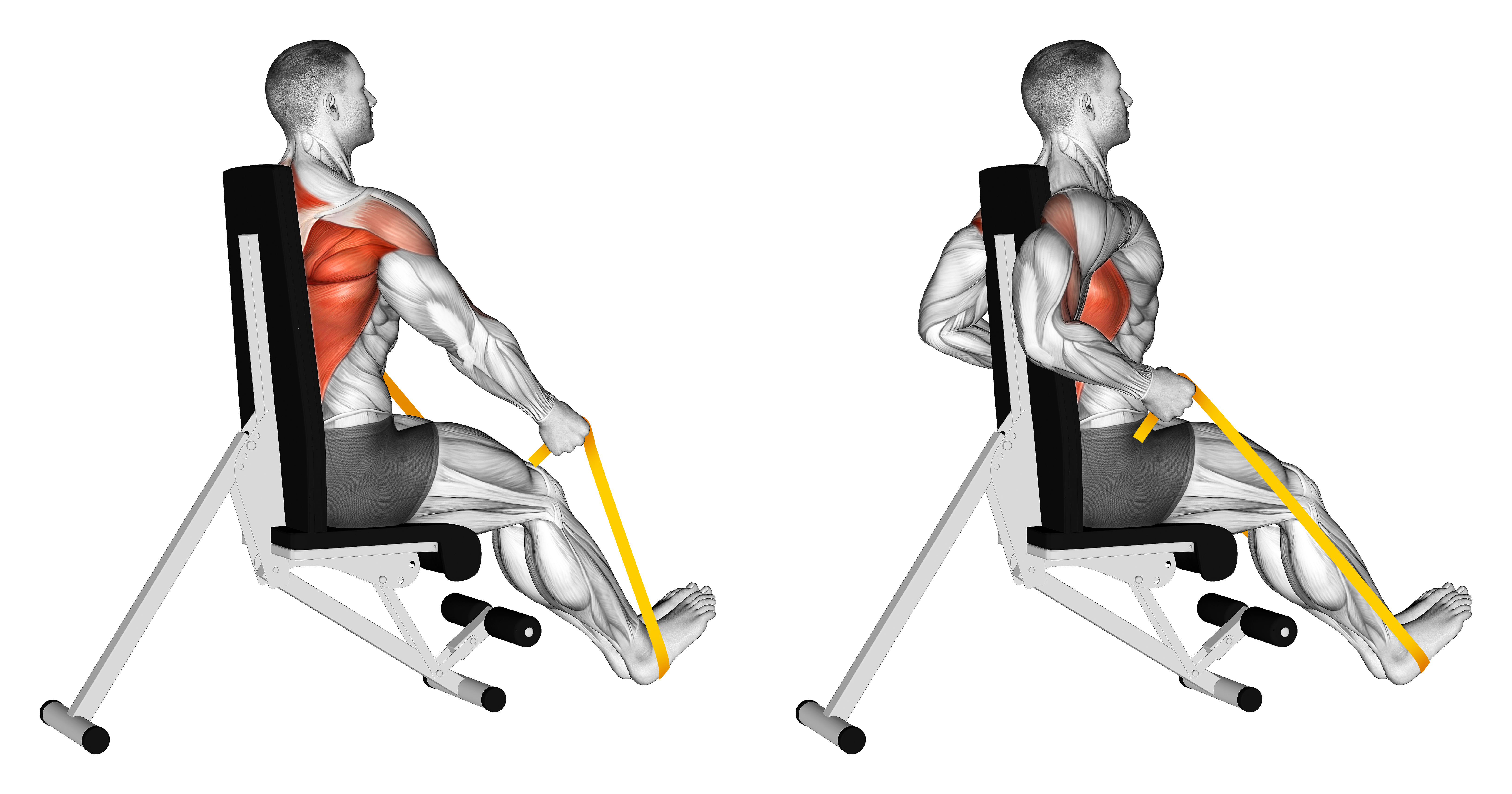 Resistance Band Seated Straight Back Row