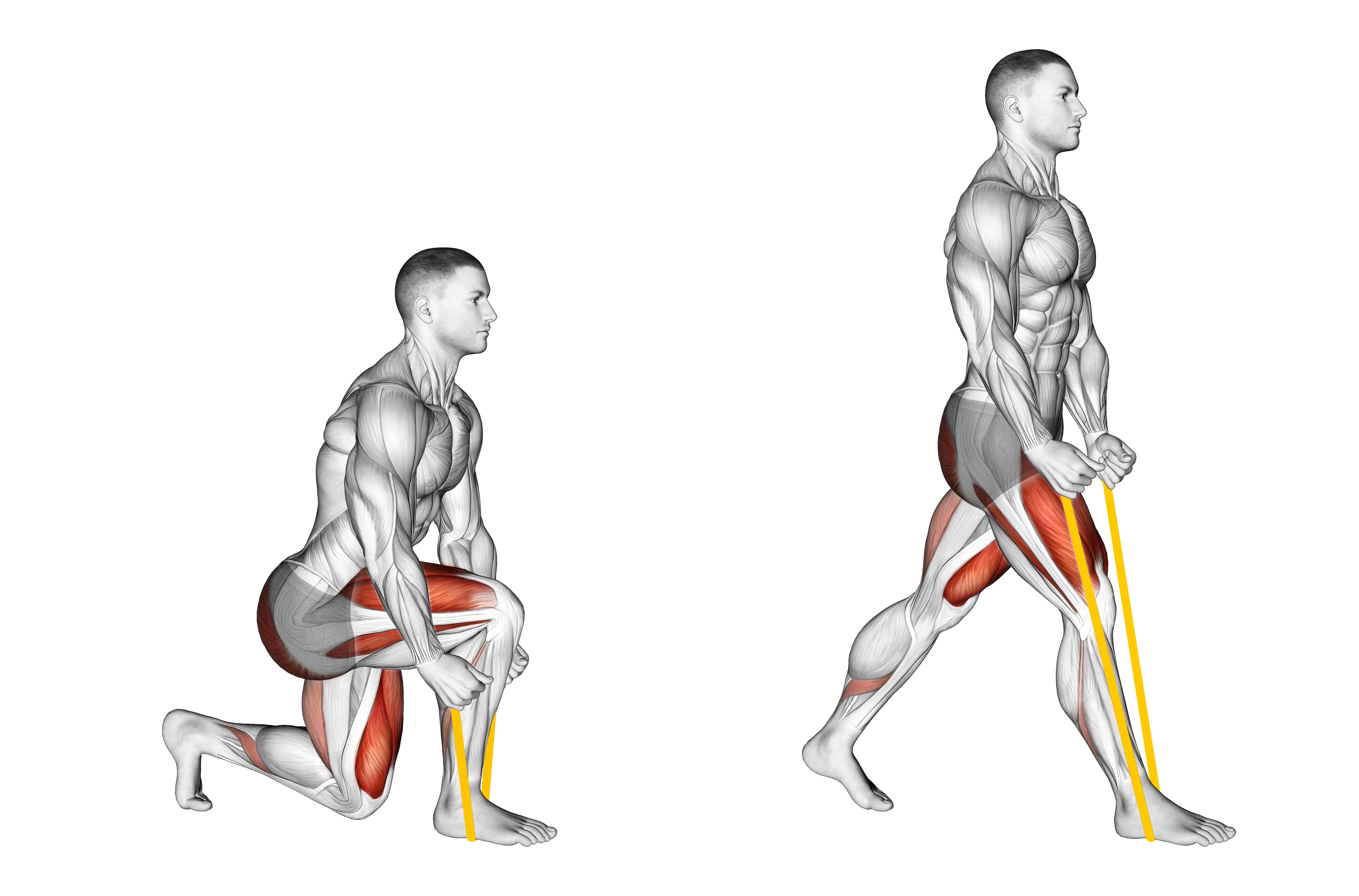 Resistance Band Split Squat