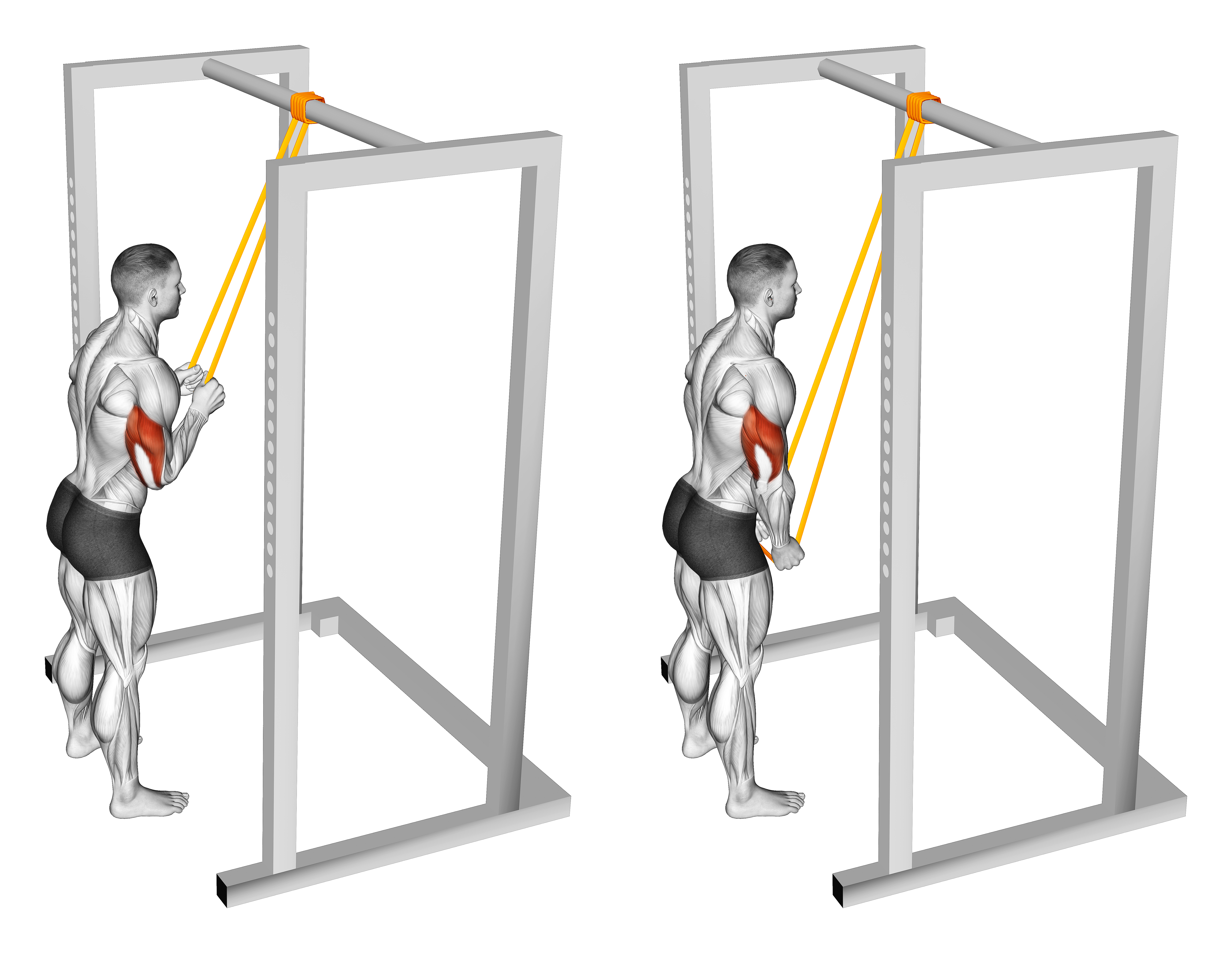 Resistance Band Triceps Pushdown
