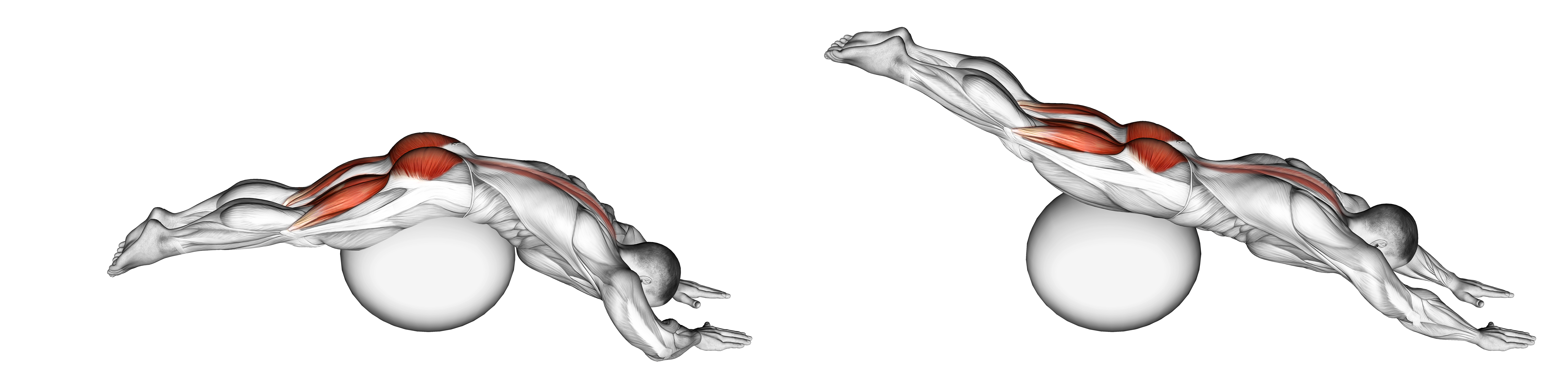 Reverse Hyper Extension (on Stability Ball)