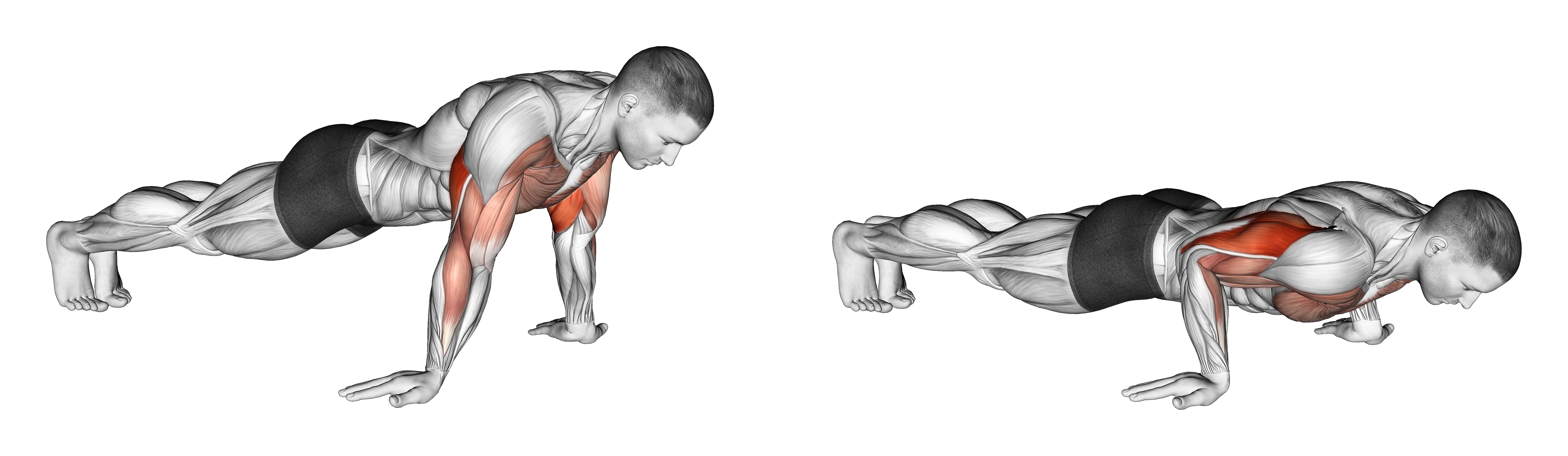 Reverse Push Up