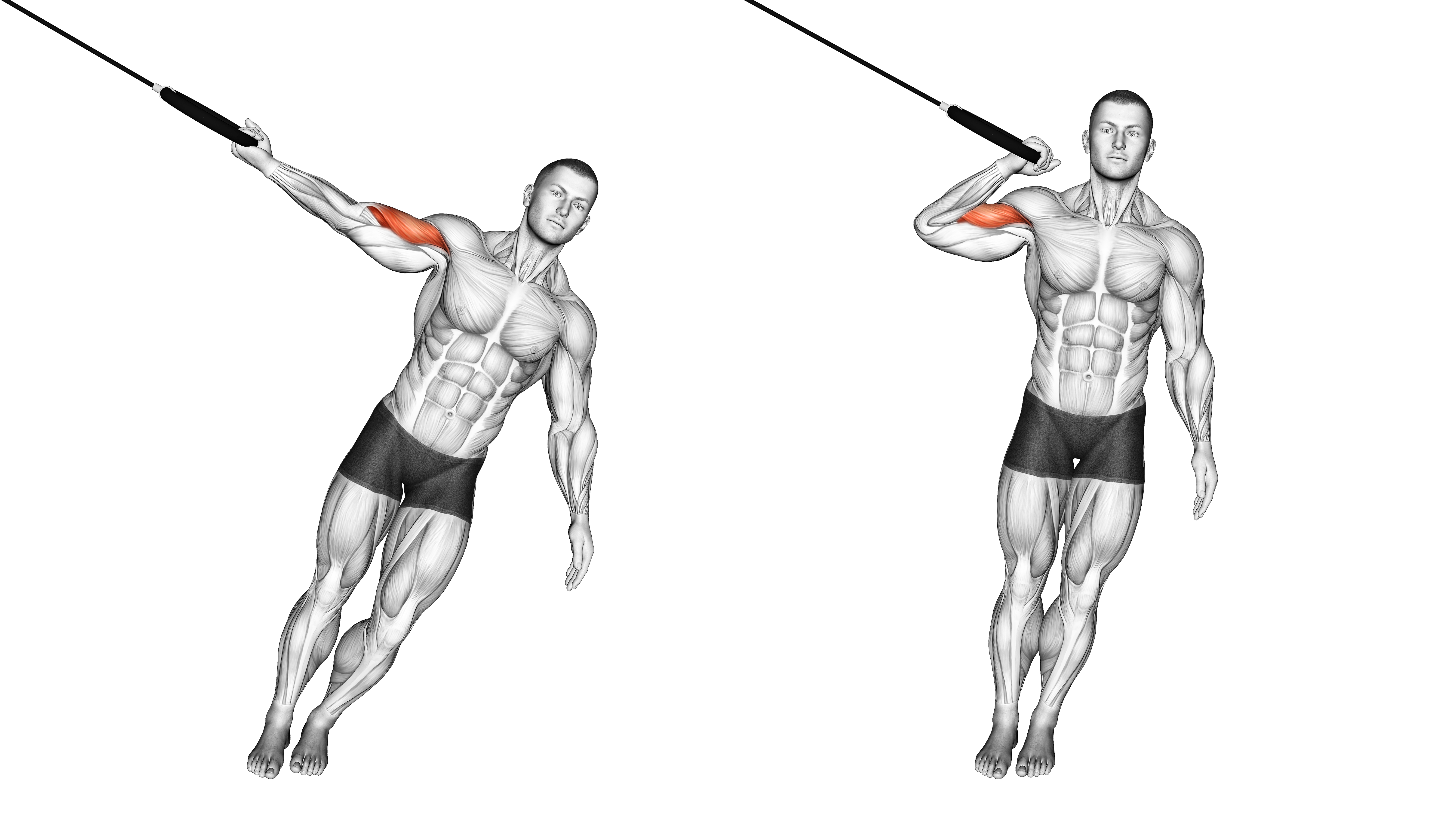 Ring One Arm Biceps Curl
