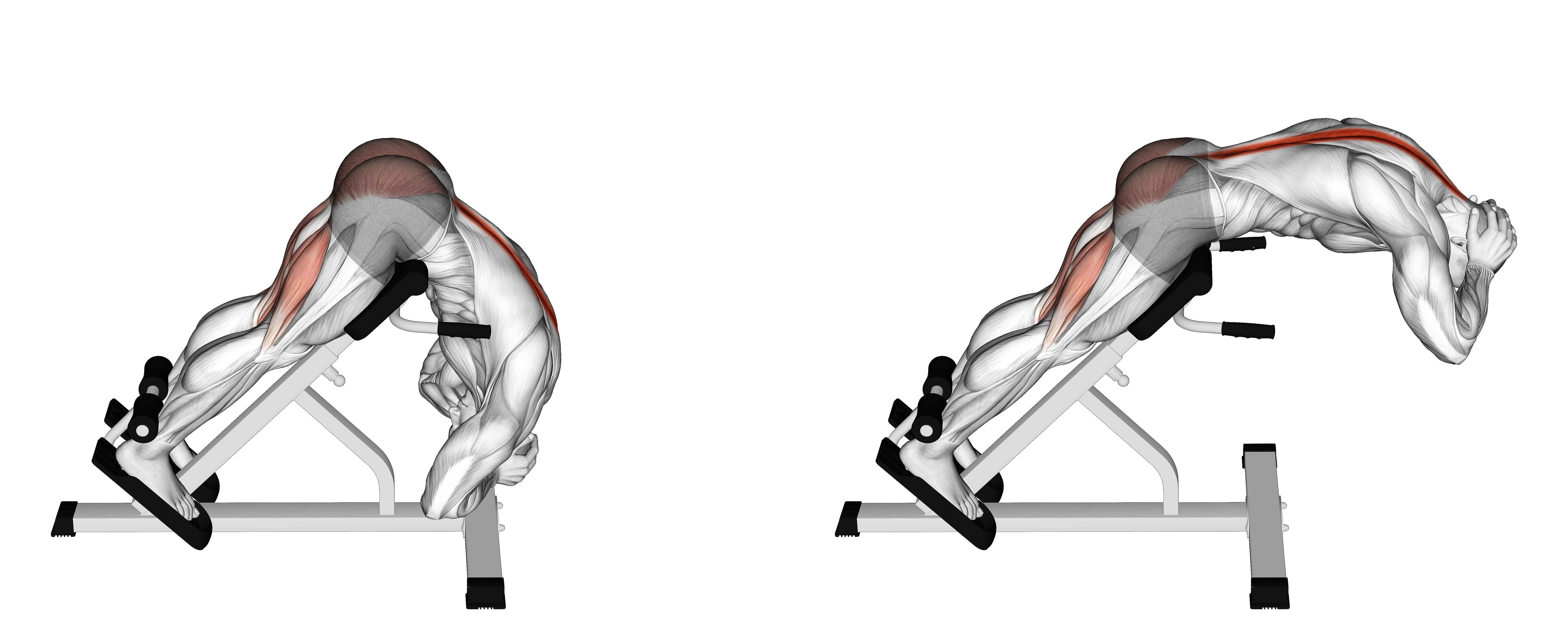 Rounded Back Extension