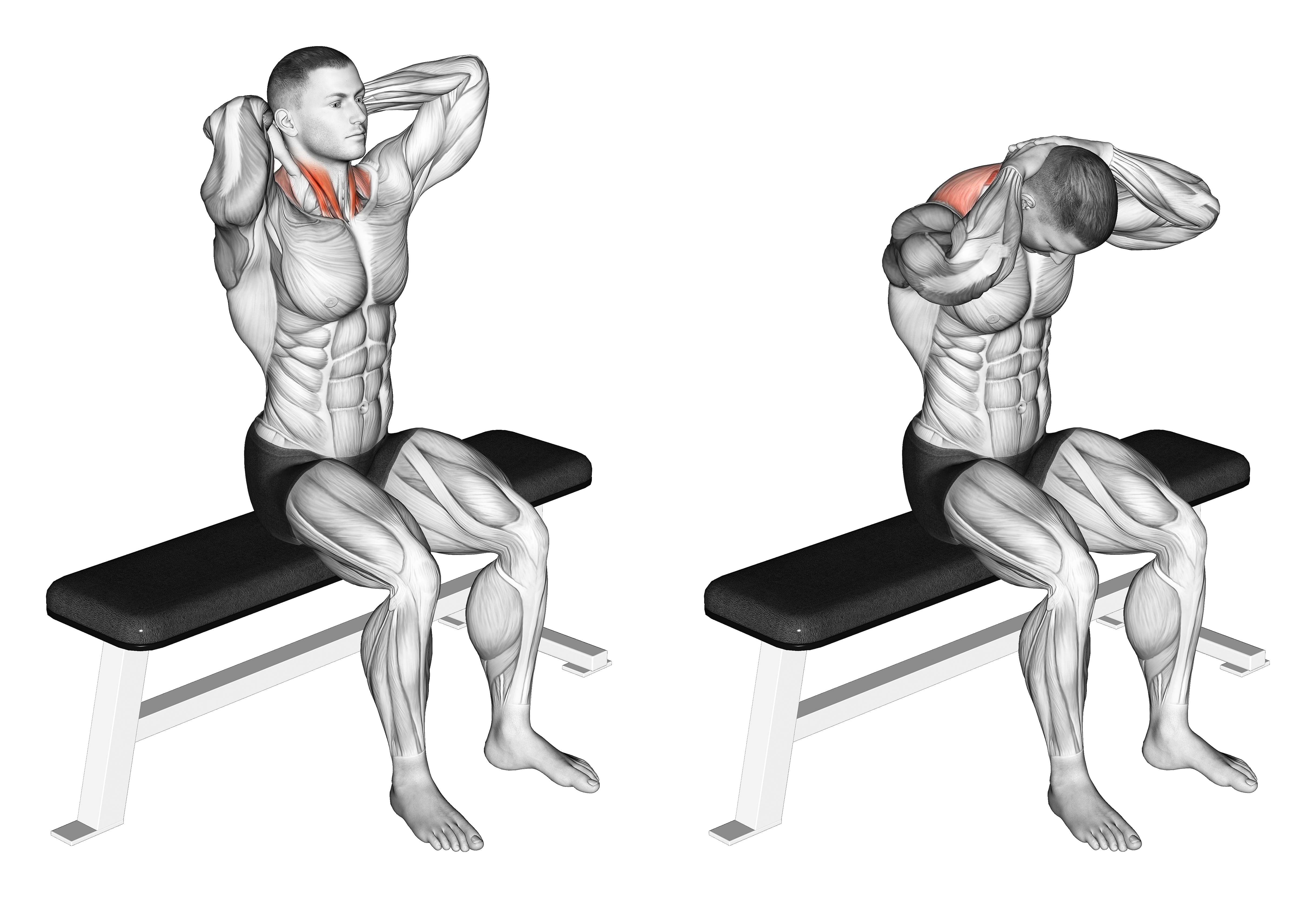 Seated Flexion And Extension Neck