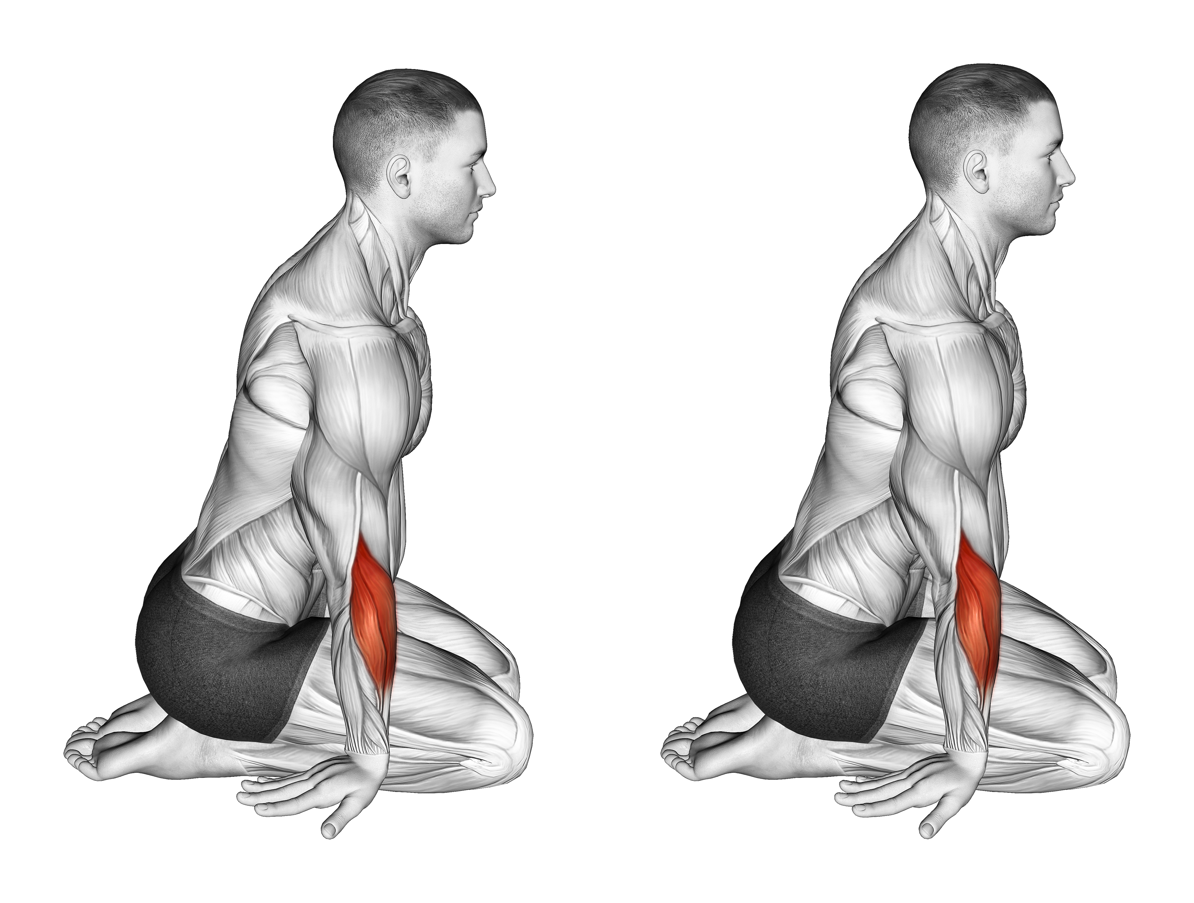 Seated Forearms Stretch