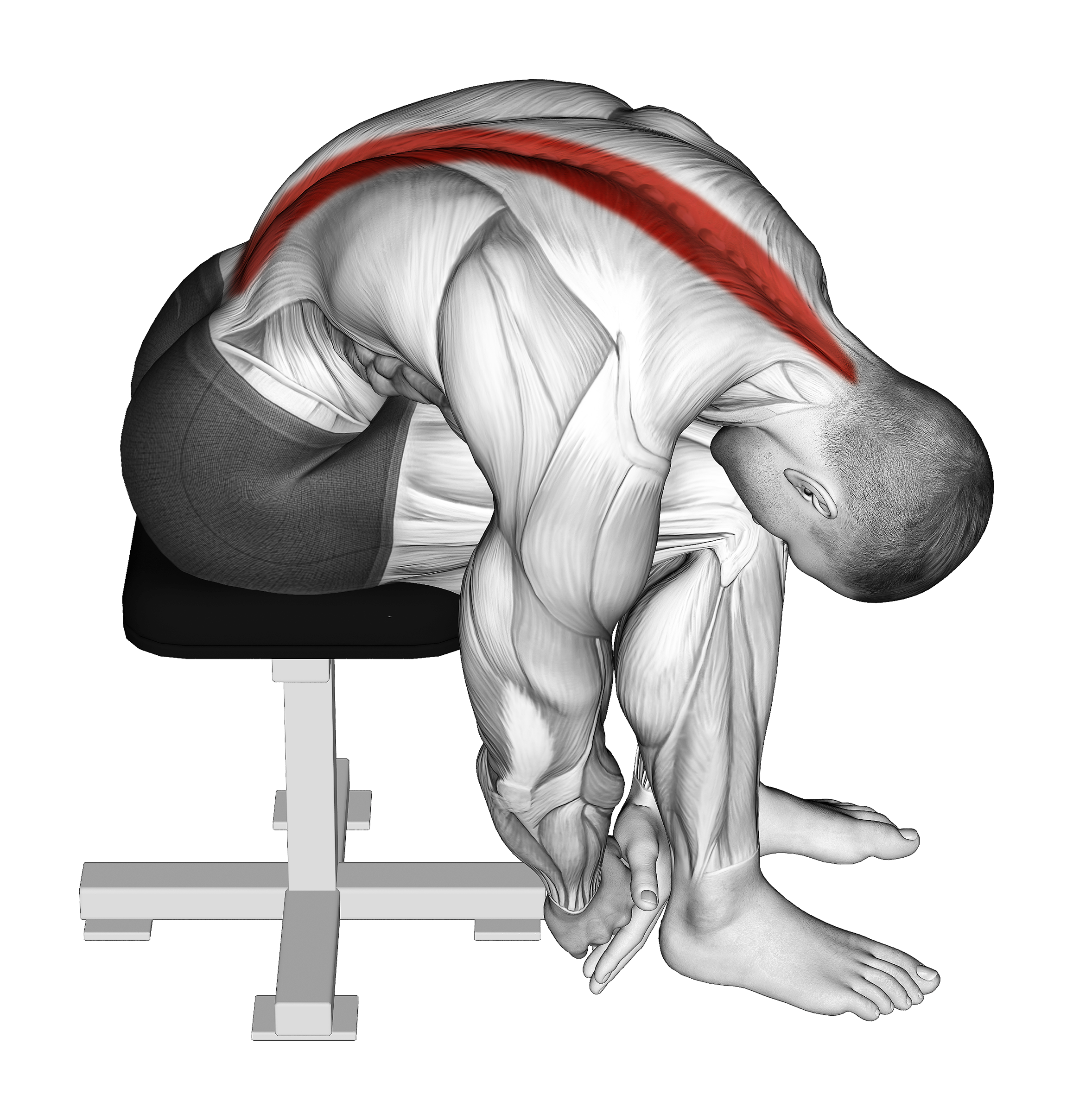 Seated Lower Trunk Extensor Lateral Flexor Stretch