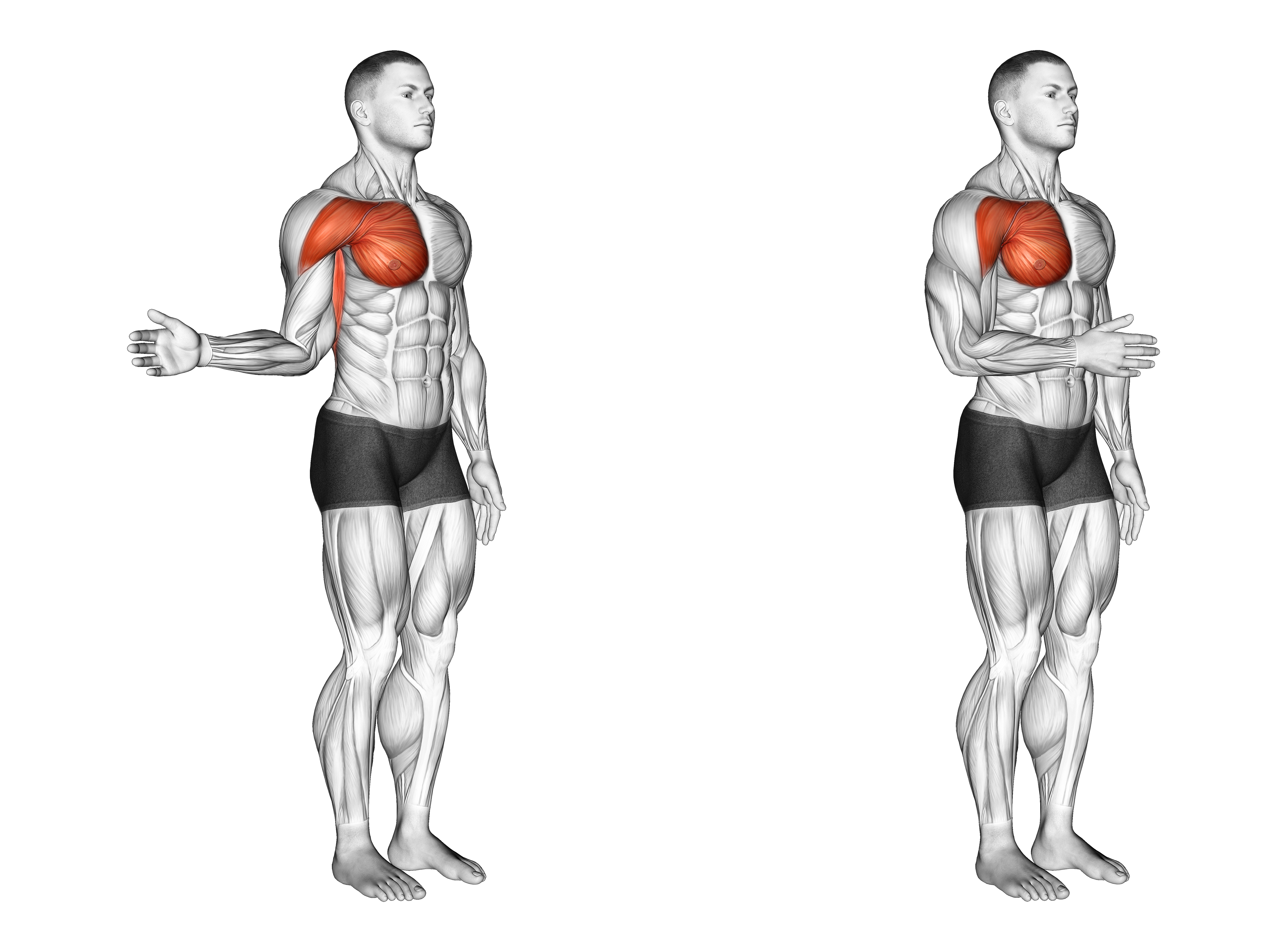 Shoulder Medial Rotation Internal Rotation
