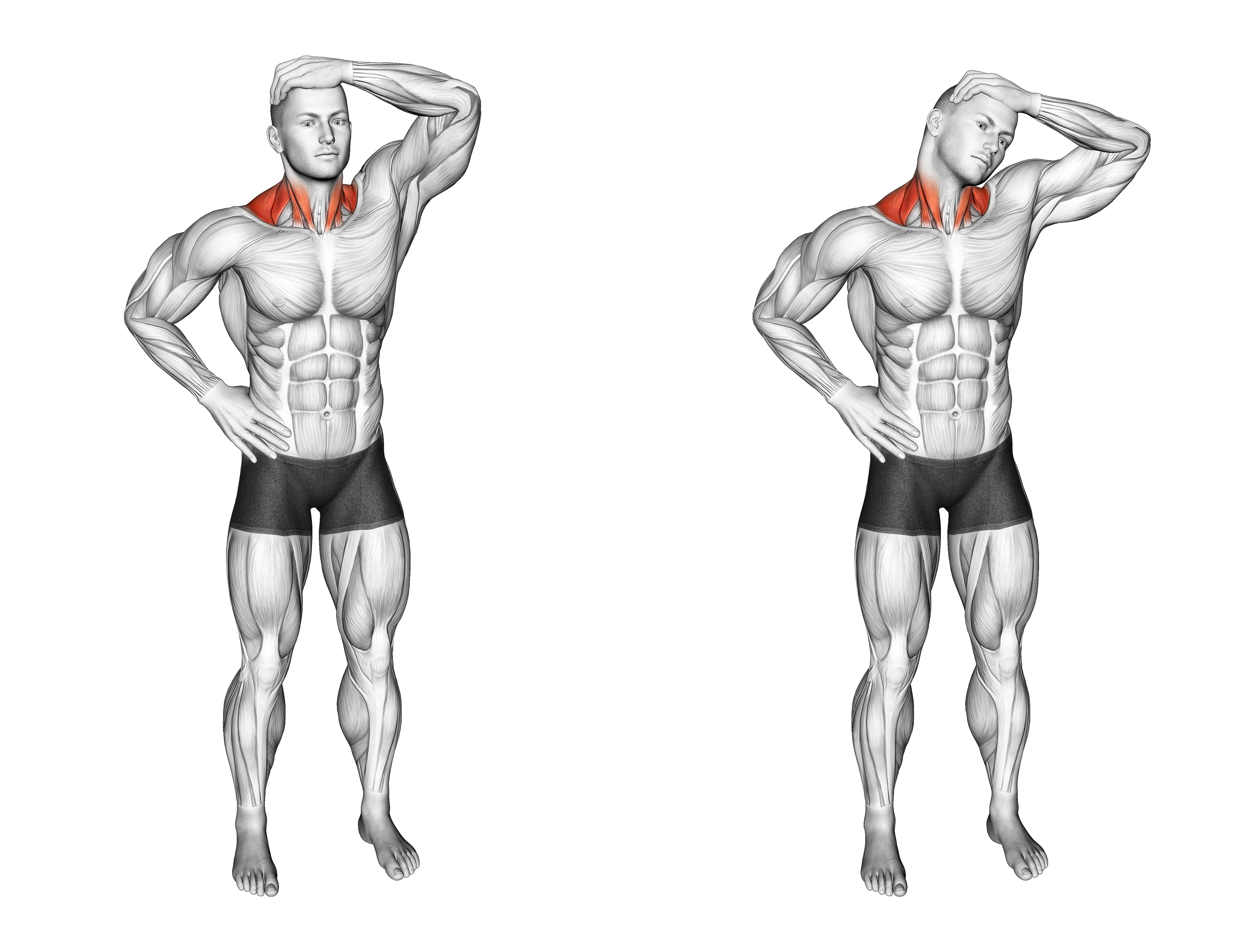 Side Neck Stretch
