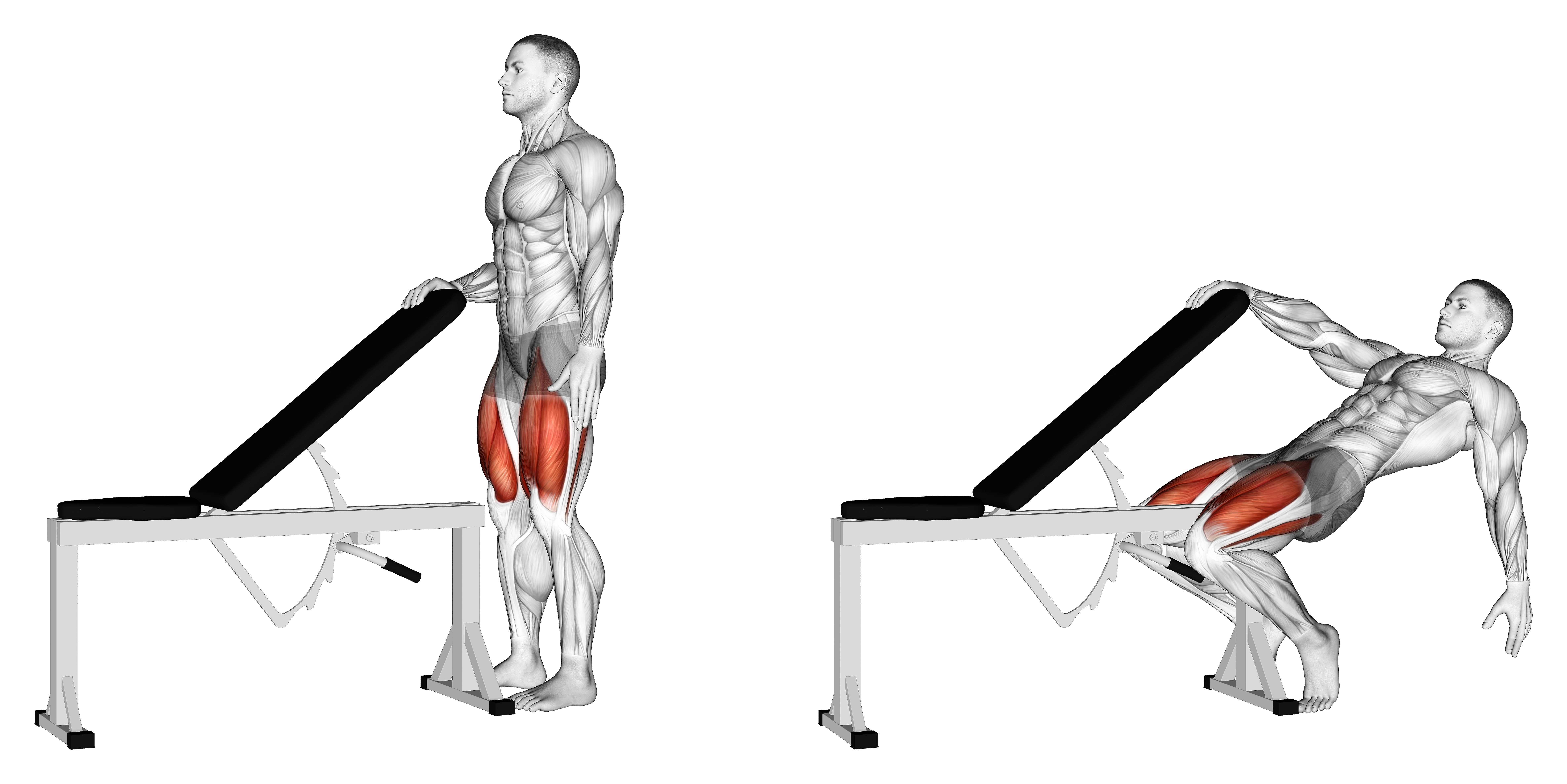 Sissy Squat Bodyweight