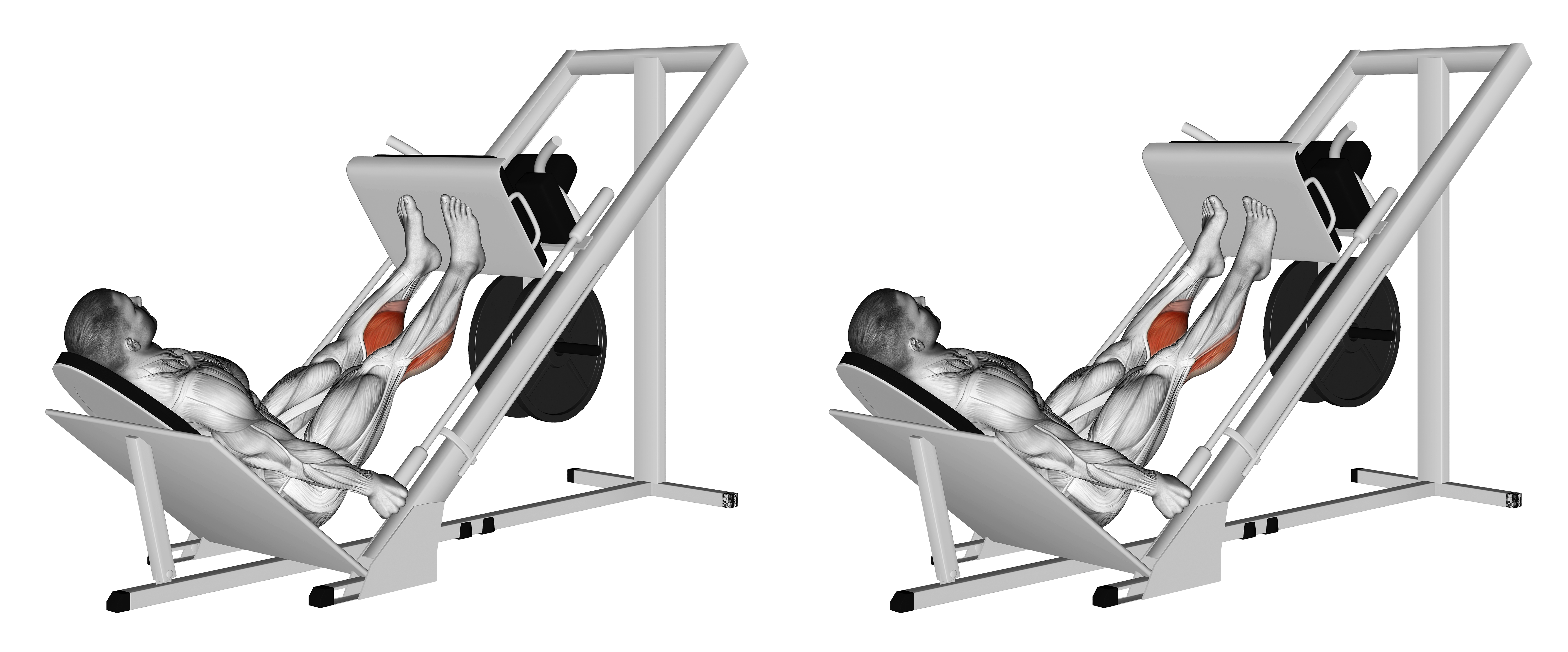 Sled 45 Calf Press