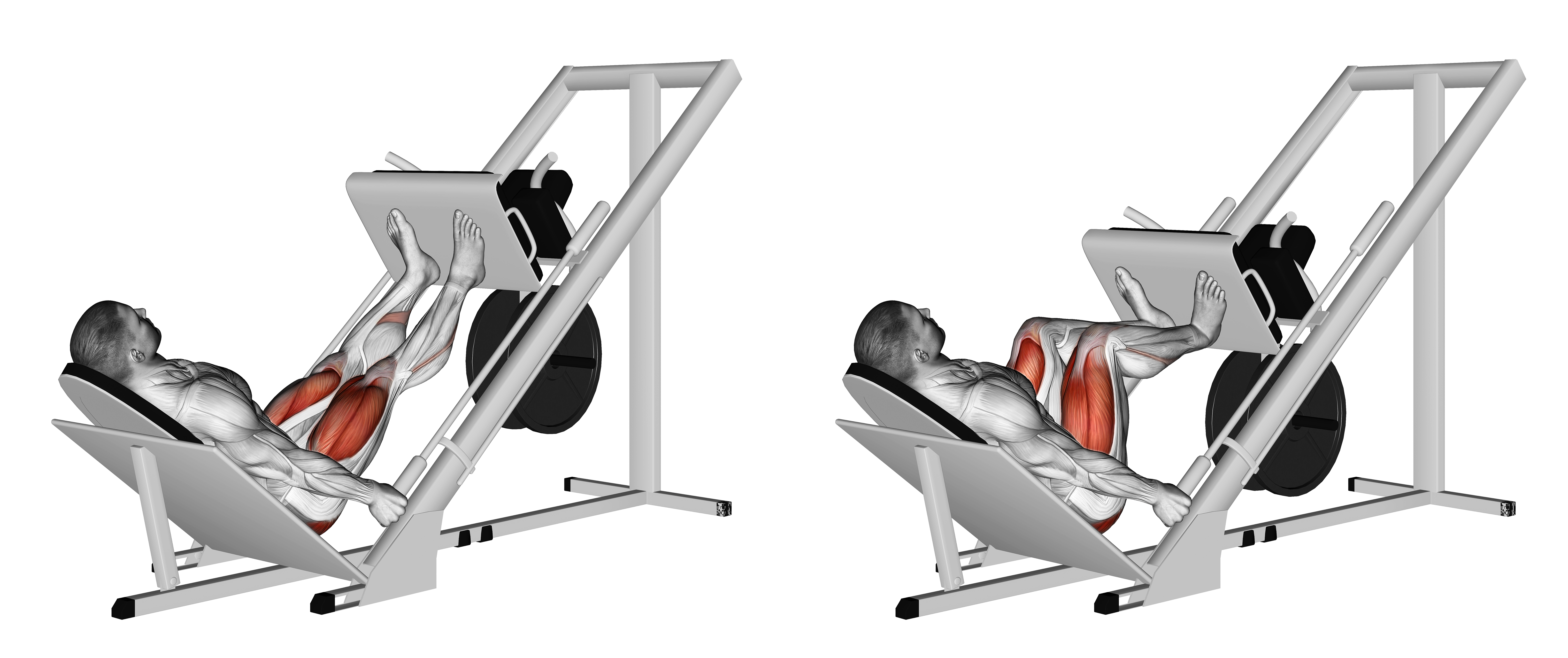 Sled 45° Leg Press