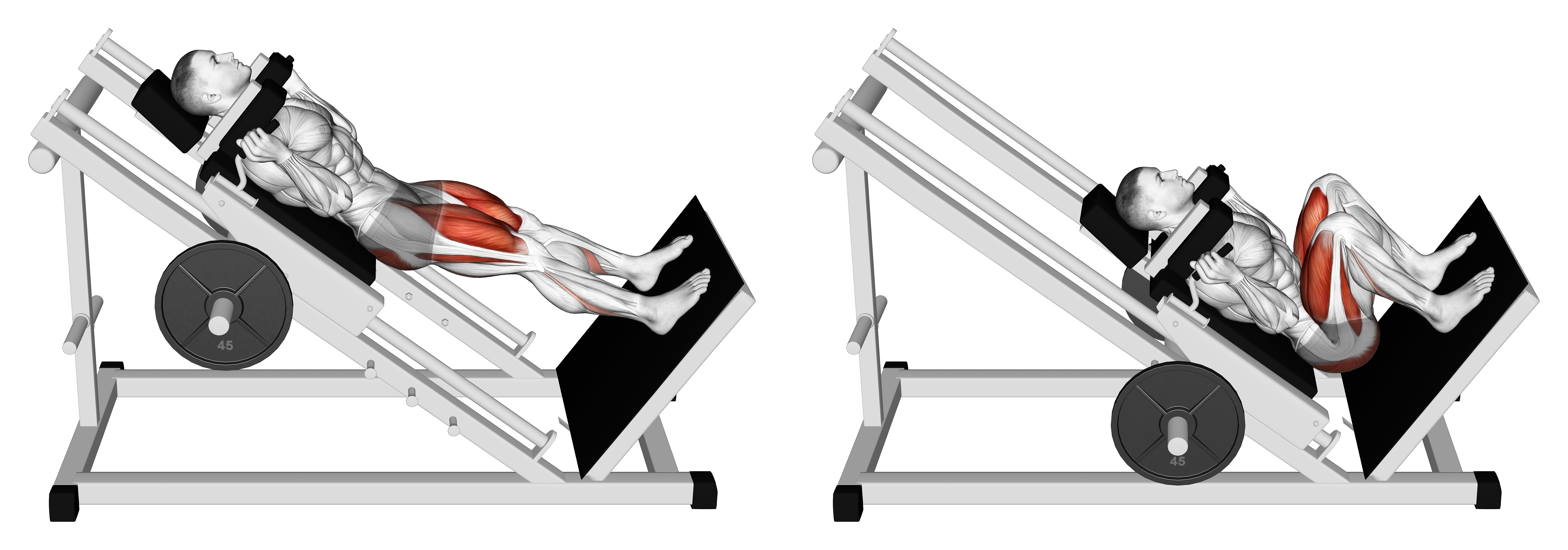 Sled Full Hack Squat