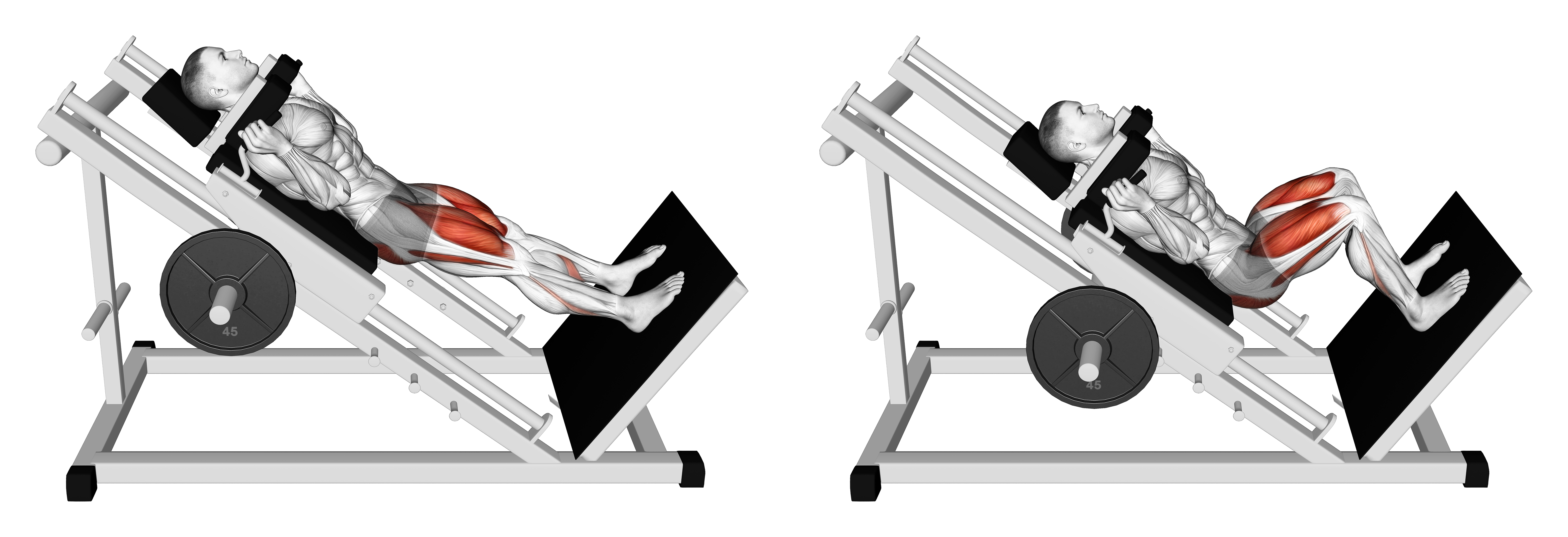 Sled Hack Squat