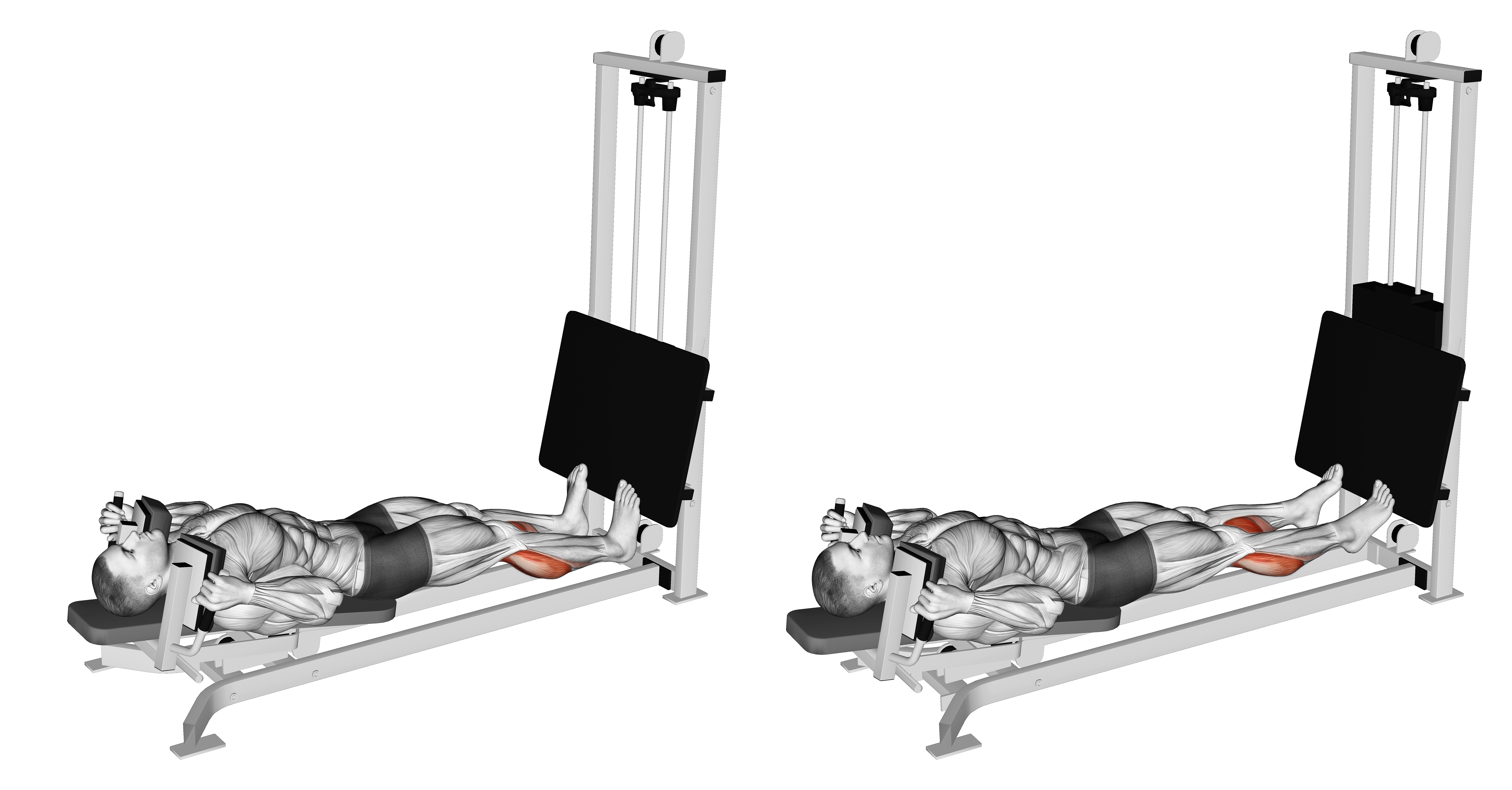 Sled Lying Calf Press
