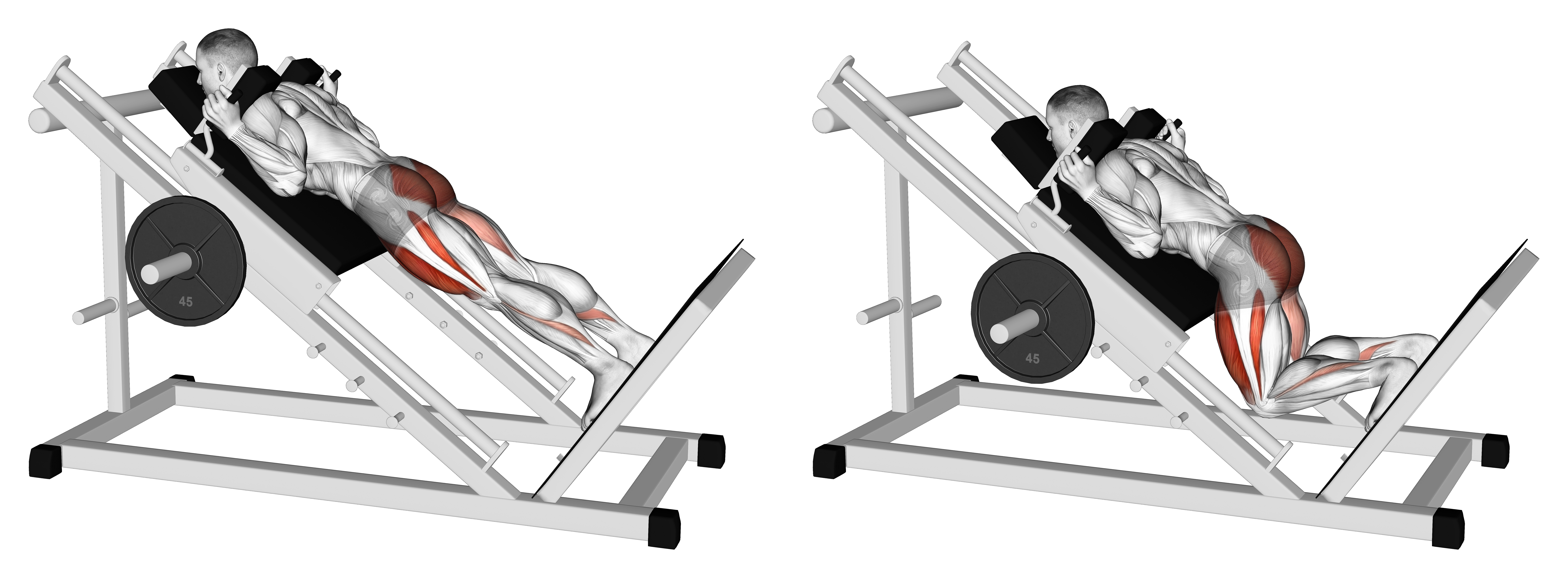 Sled Reverse Hack Squat