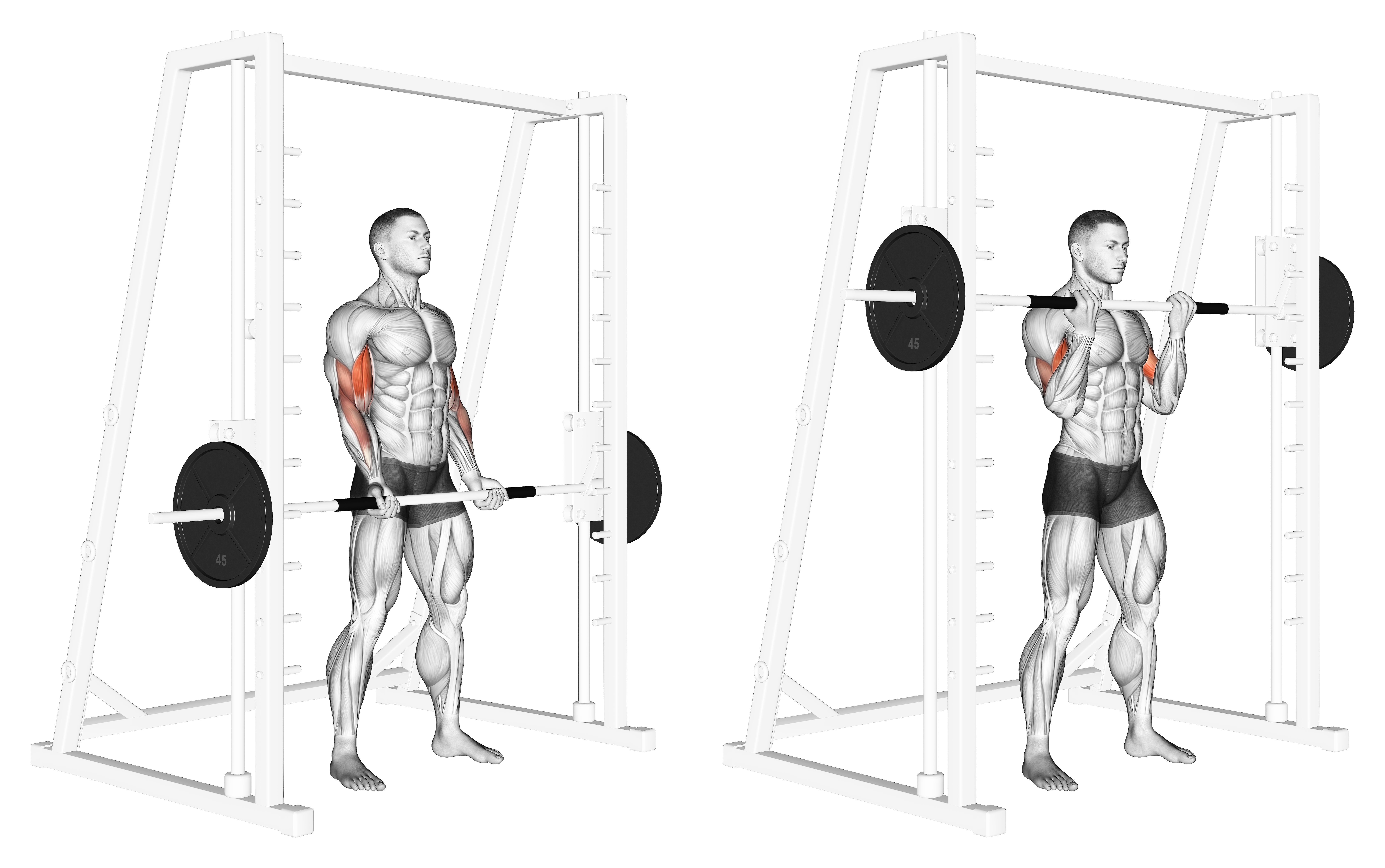 Smith Machine Bicep Curl