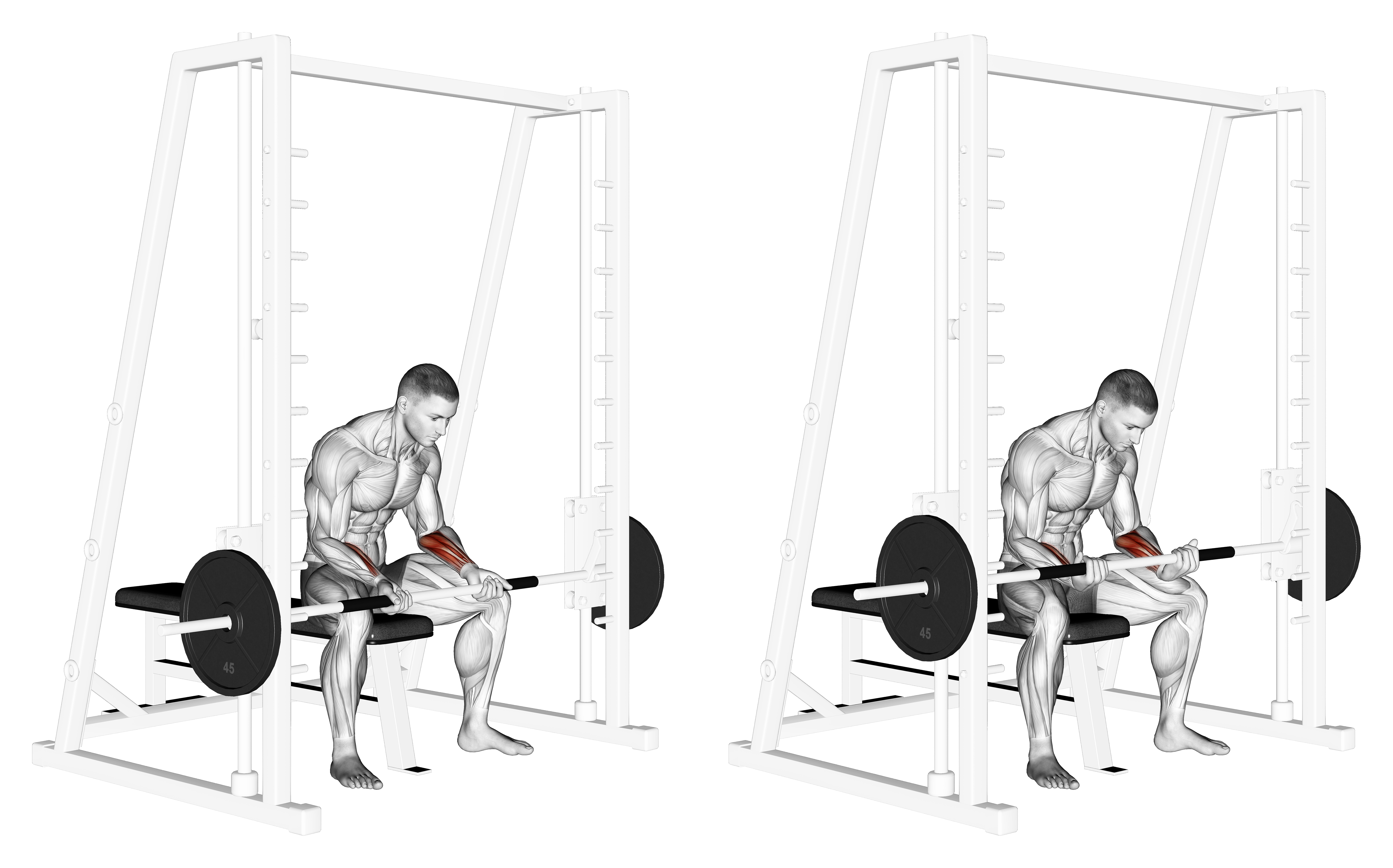 Smith Seated Wrist Curl