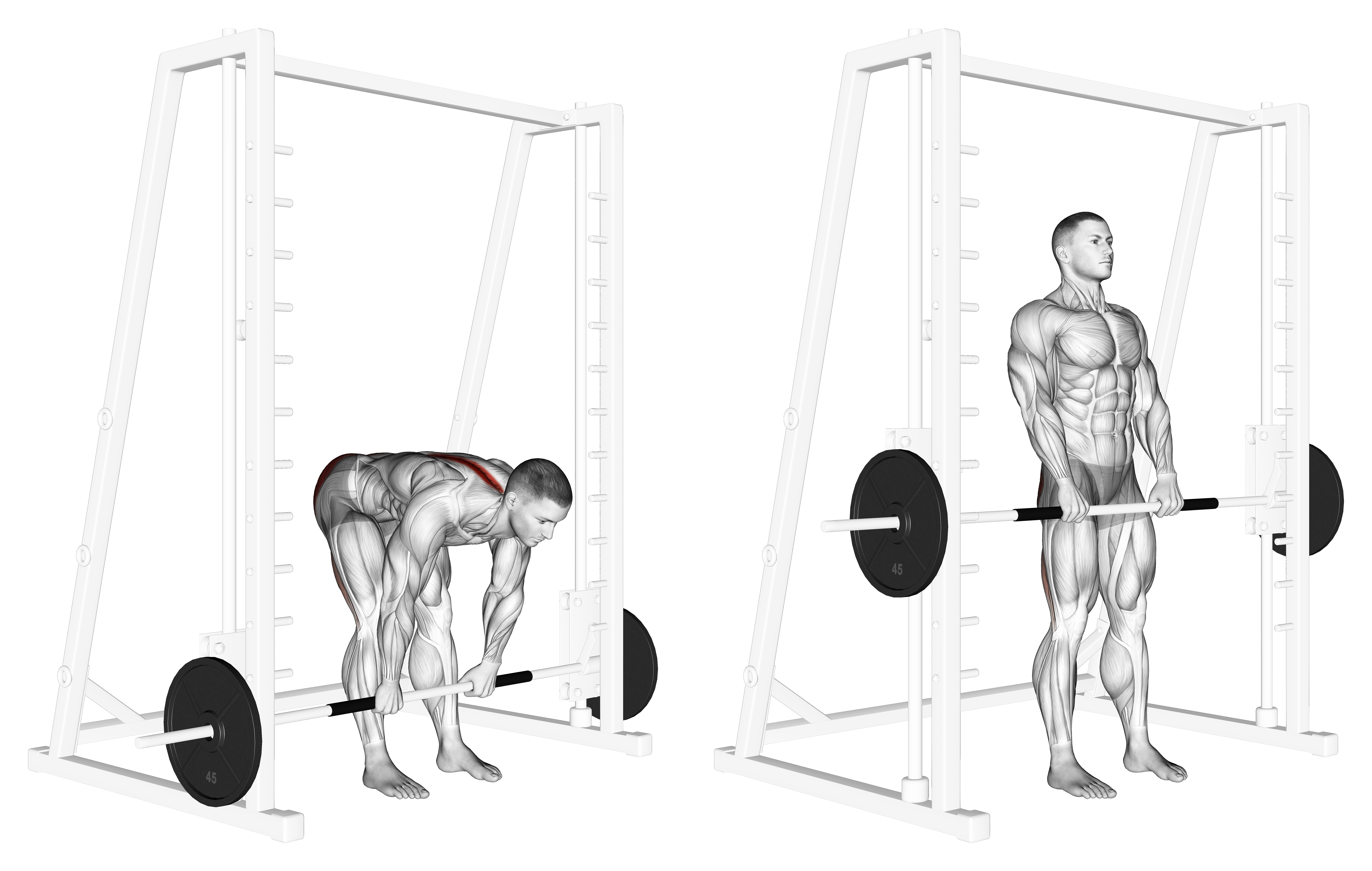 Smith Stiff Legged Deadlift