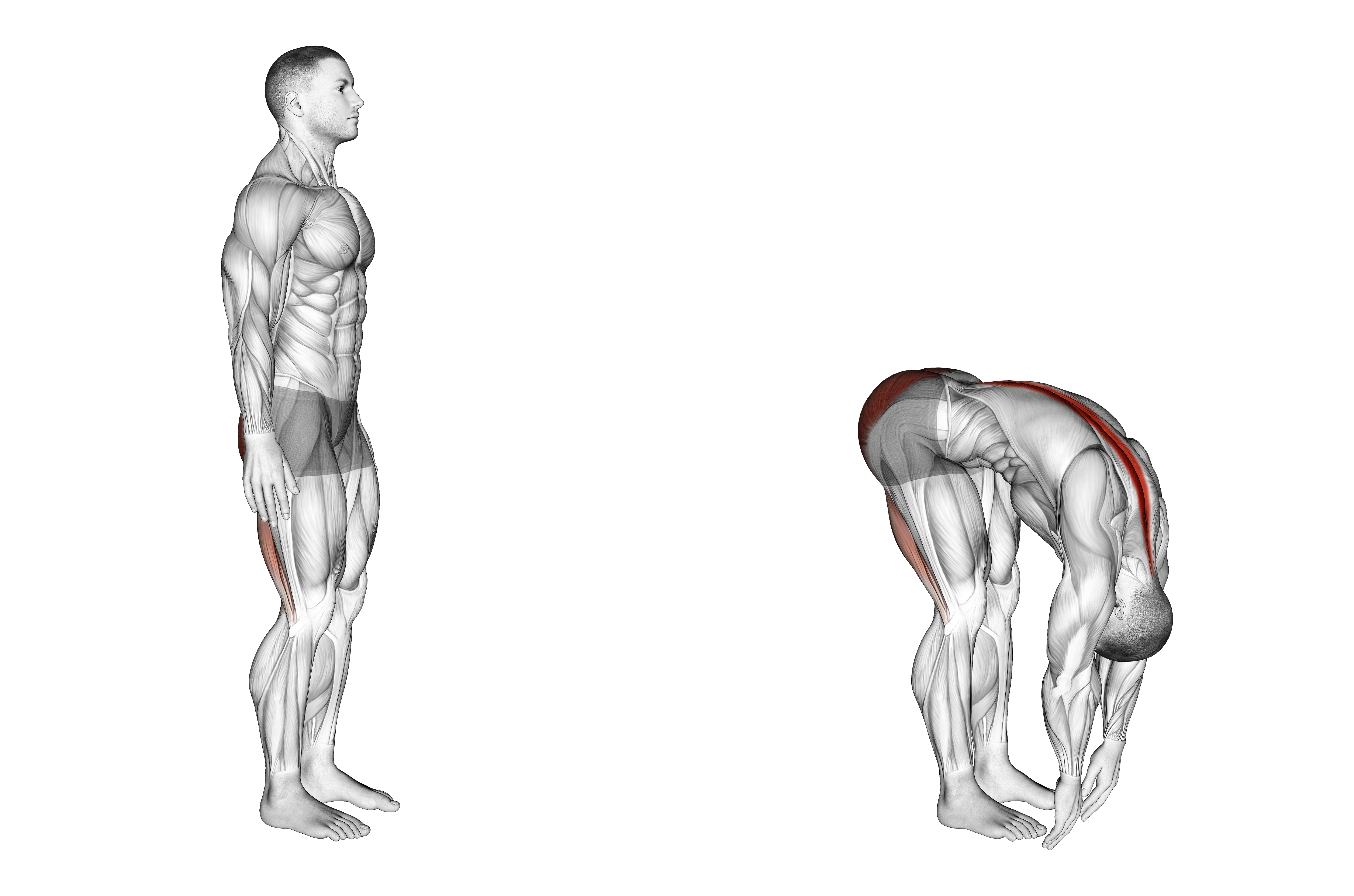 Standing Back Extension And Flexion
