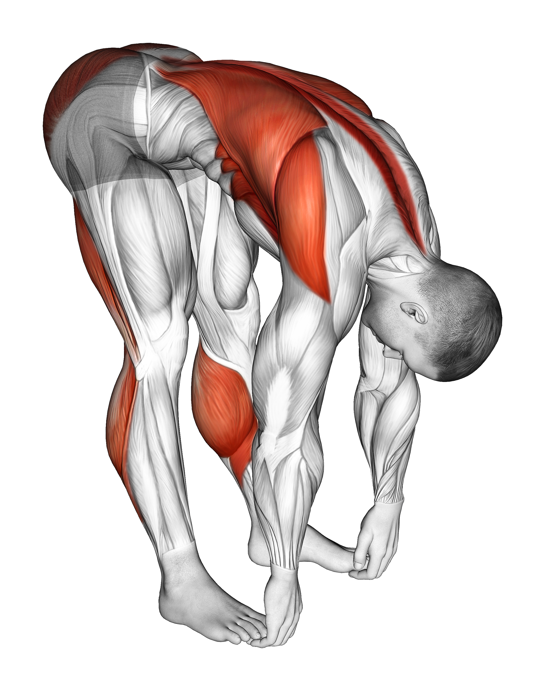 Standing Hamstrings And Back Stretch
