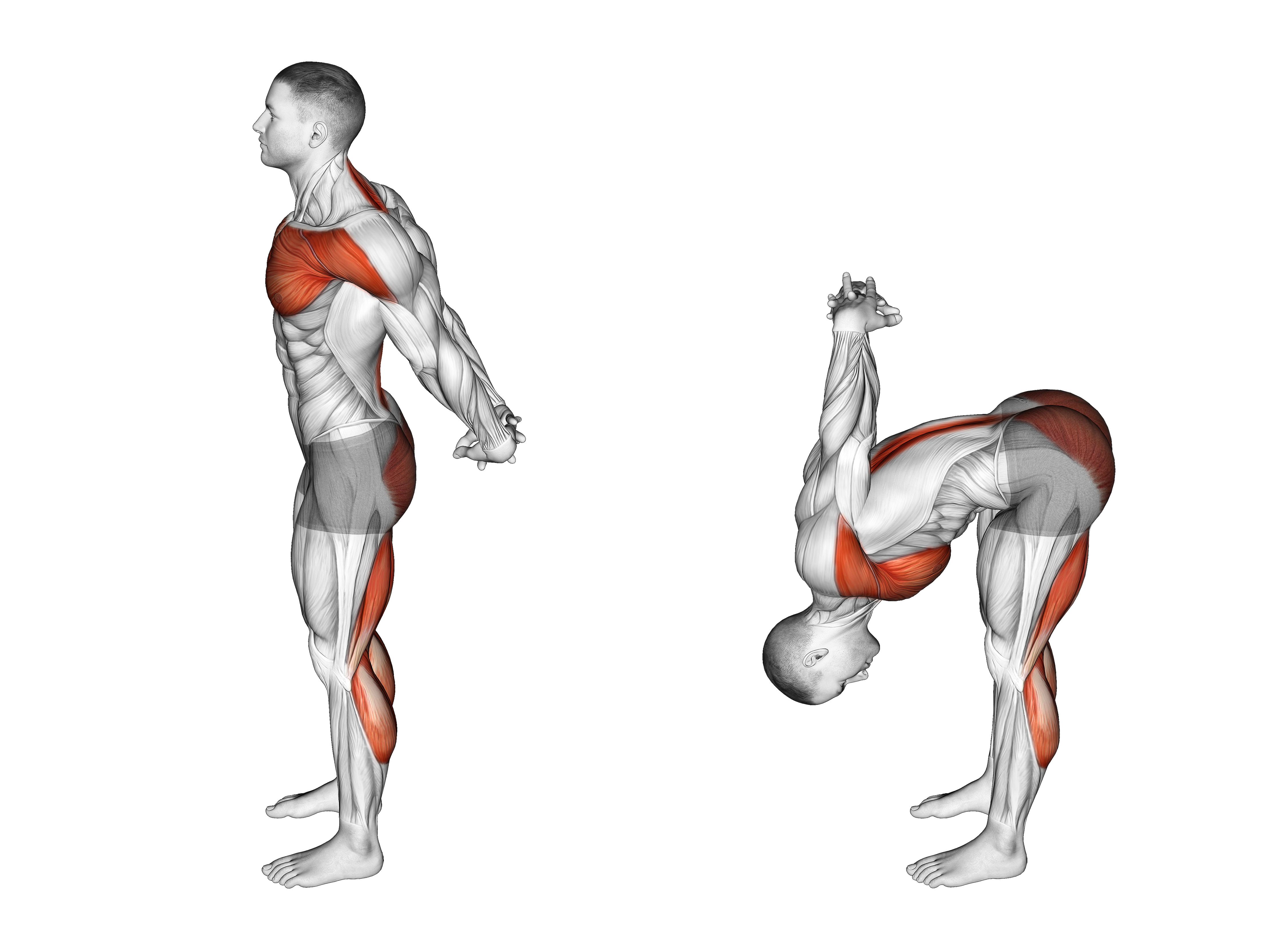 Standing Seal Yoga Pose