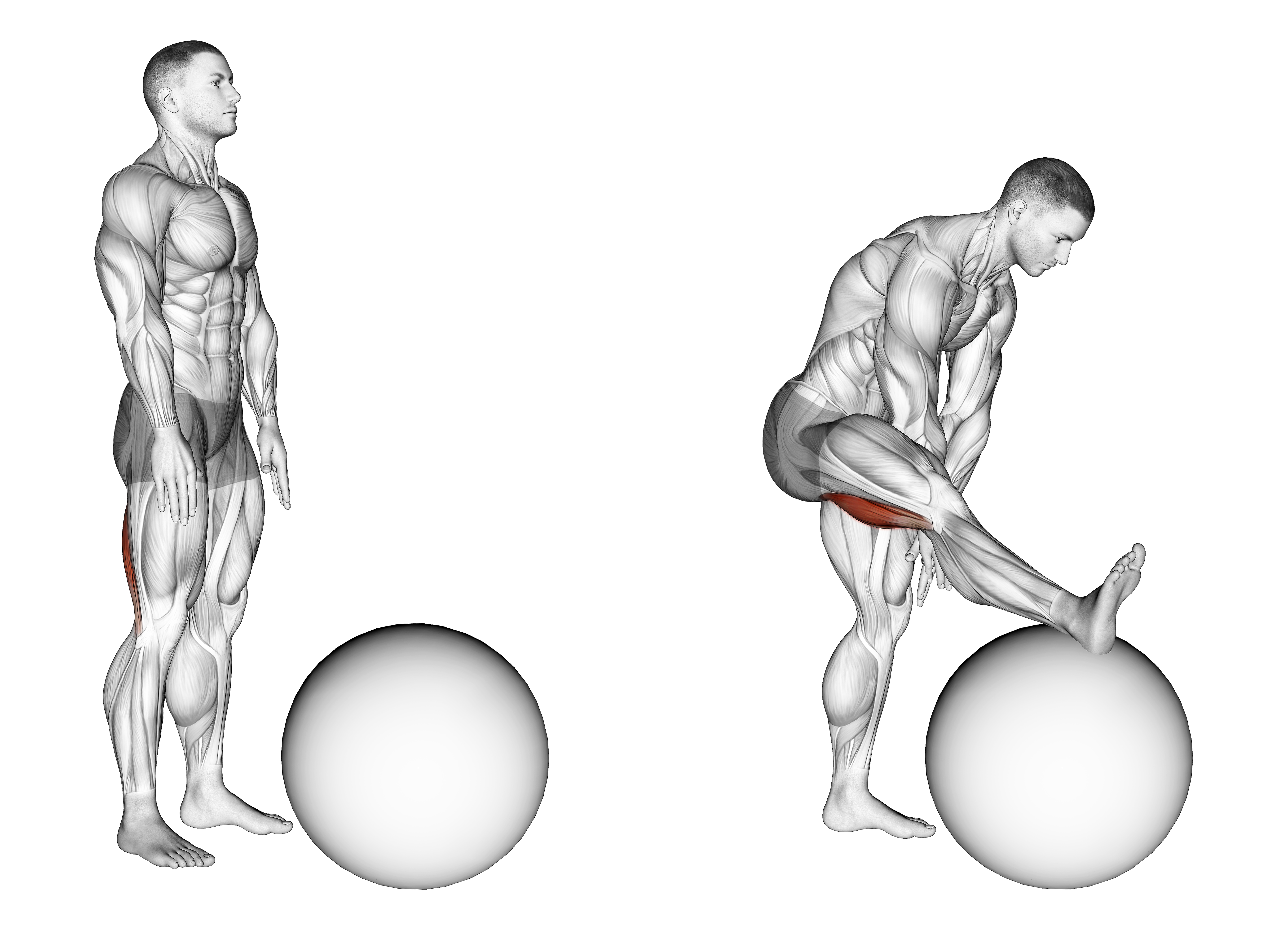 Standing Straight Leg Hamstring Contract Relax On Exercise Ball