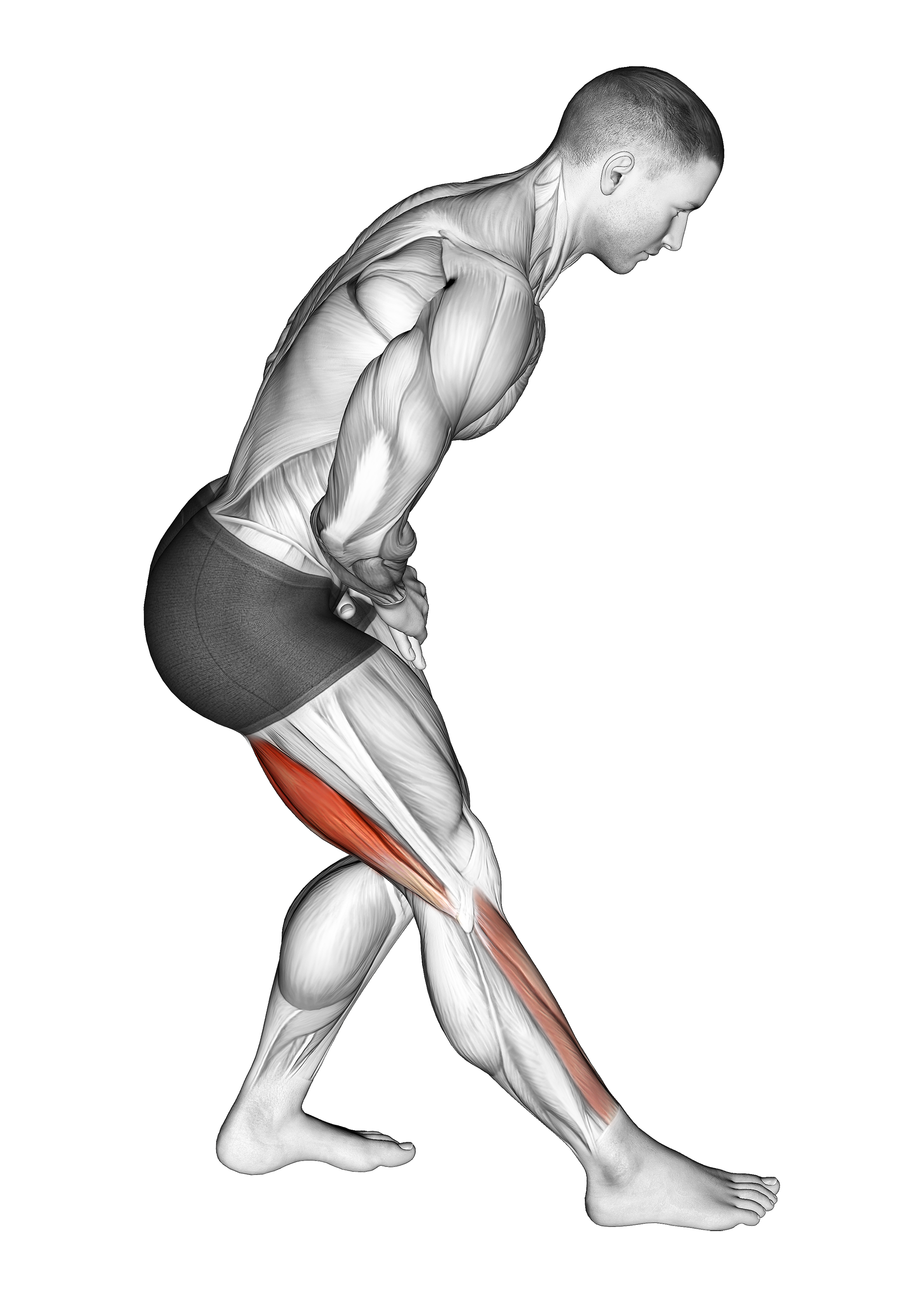 Standing Toe Down Hamstring Stretch